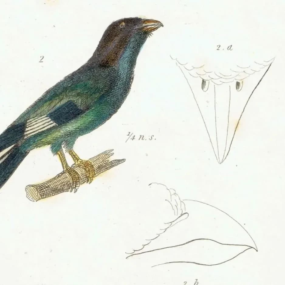 c.1835 Animal Kingdom Roller Birds Print - Bengal Roller & Garrulous Roller - Hand Coloured Ornithology Engraving - 8.5 x 5.25 in