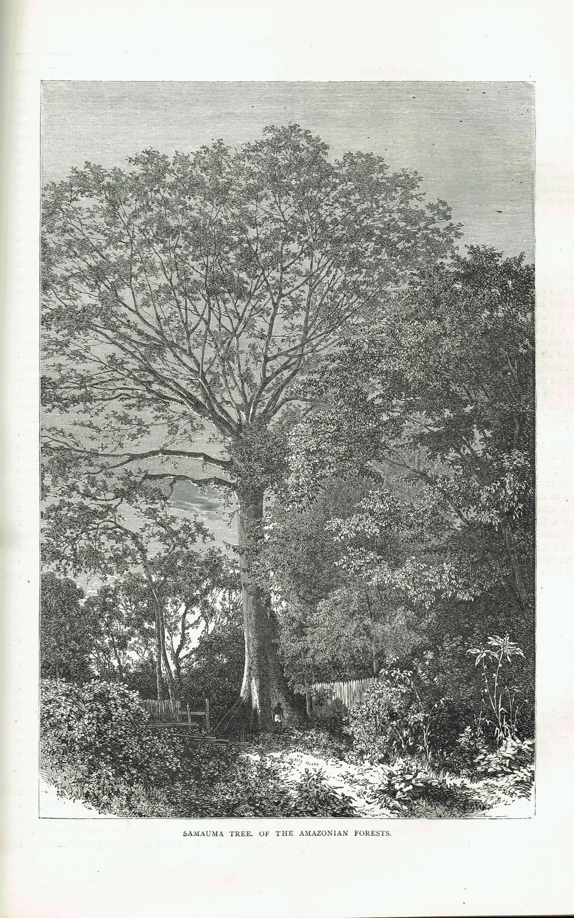 1871 Samauma Tree Amazon - Antique Engraving - Illustrated Travels Victorian Travel Botanical - 8 x 11.5