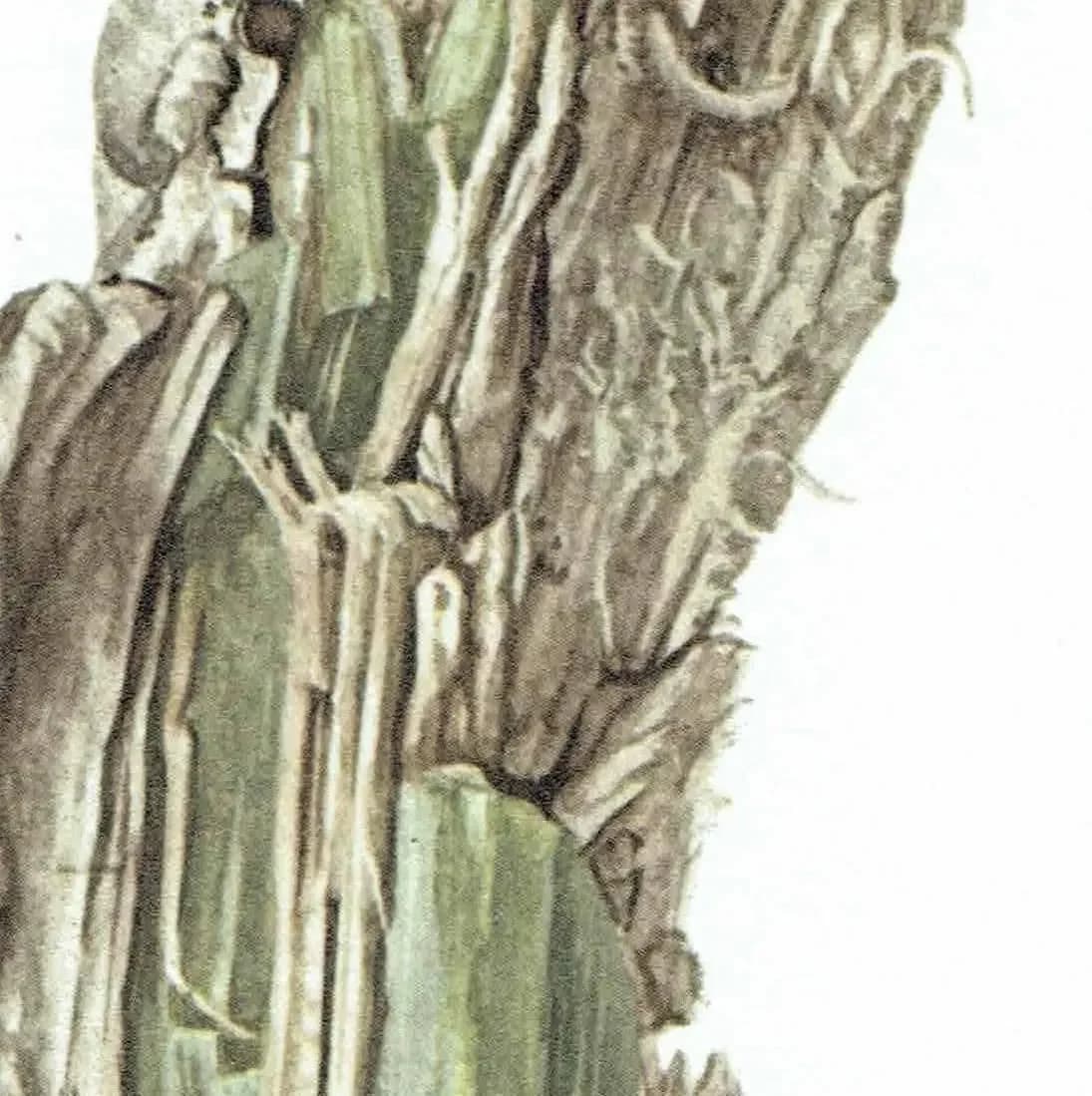1969 Tremolite Crystal - Original Vintage Print By Caspari - Mineral Study Scientific Natural History Geology Art - 7.5 x 10.5 in