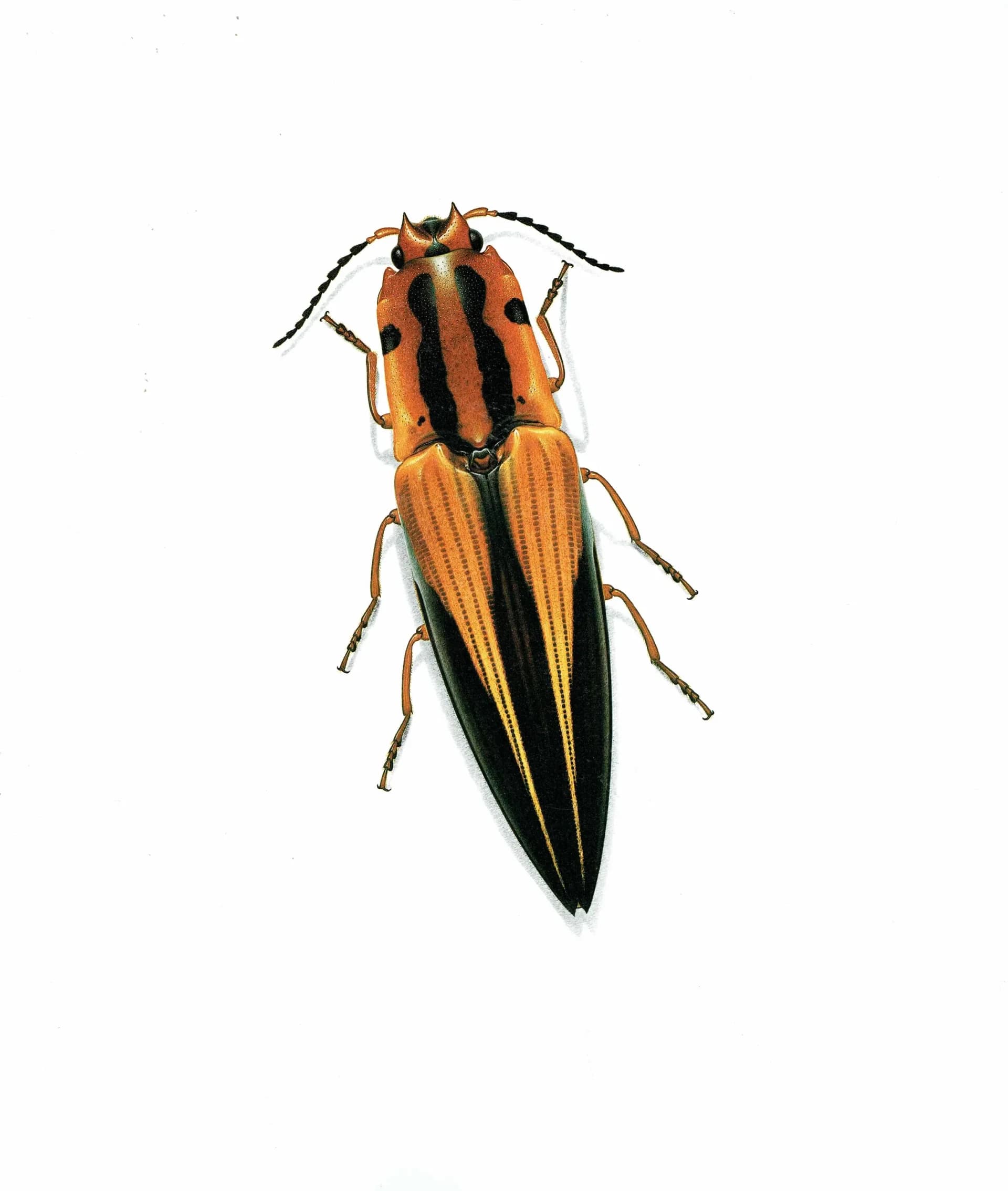 1986 Click Beetle Semiotus Intermedius Print - Durin Bernard Les Insectes Scientific Illustration - Herbst Entomology - 11 x 13 in