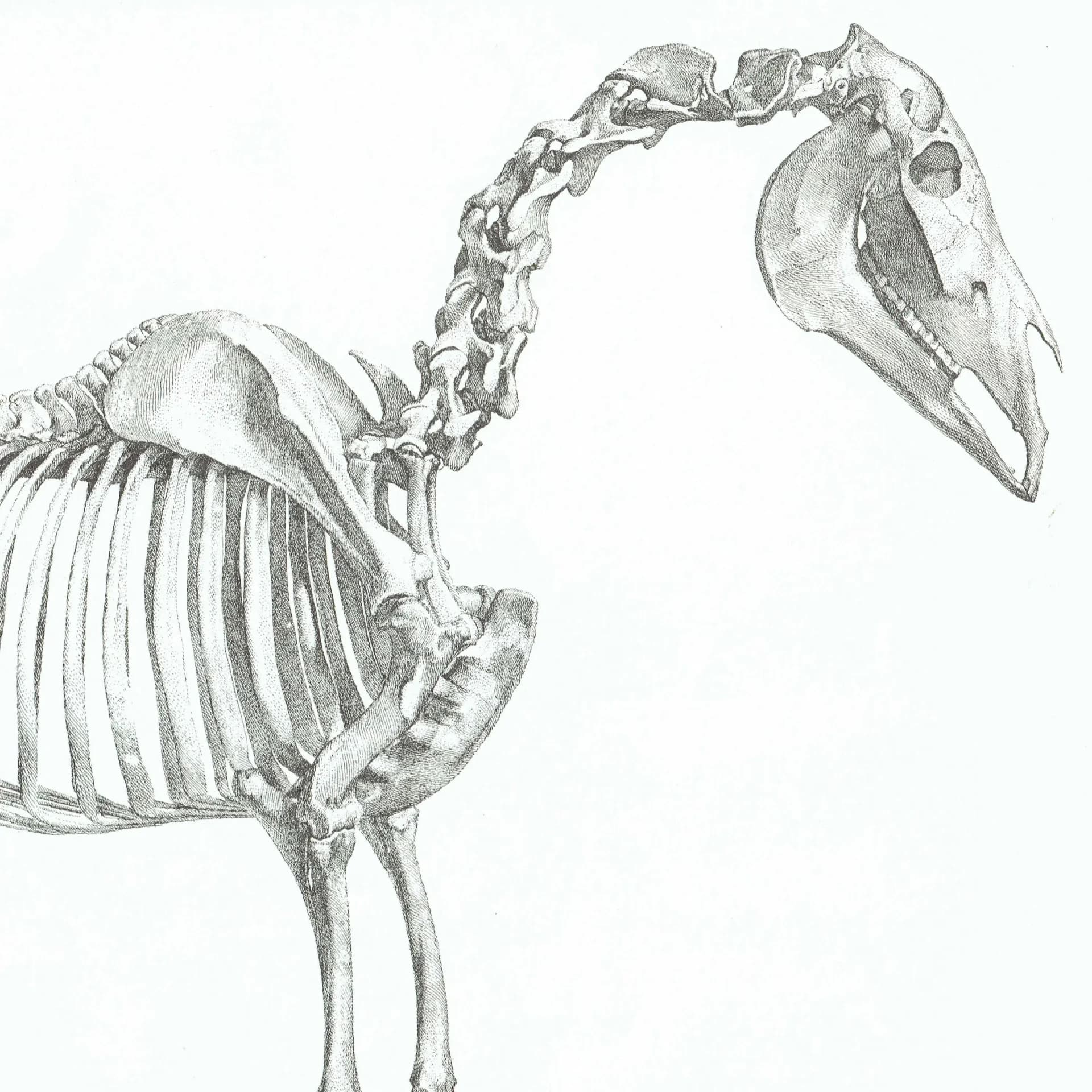 Skeletal Horse Vintage Etching from Original by Stubbs - Equine Anatomy Scientific Study Natural History Art - 14 x 10 in
