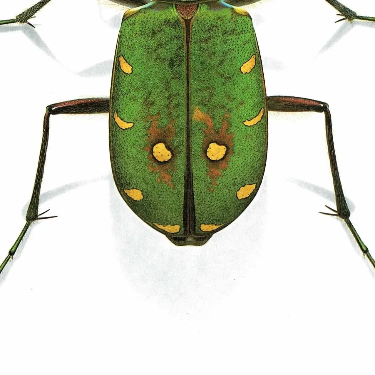 1986 Cicindela Campestris Field Tiger Beetle - Durin Bernard Scientific Illustration - Linnaeus Entomology - 11 x 13 in