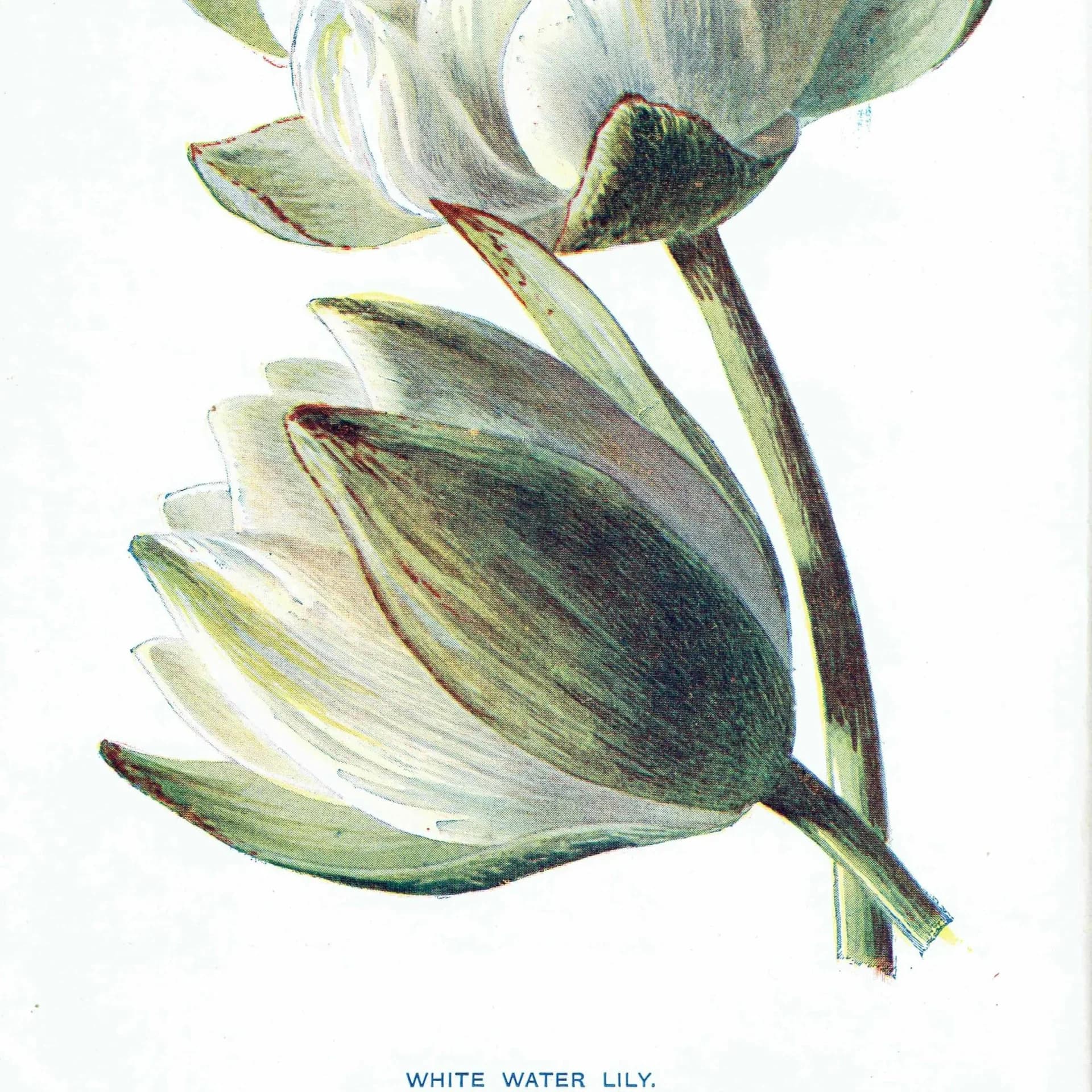 Antique White Water Lily Print – 1910s Hulme Botanical Illustration