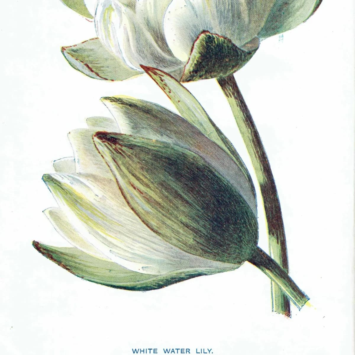 Antique White Water Lily Print – 1910s Hulme Botanical Illustration
