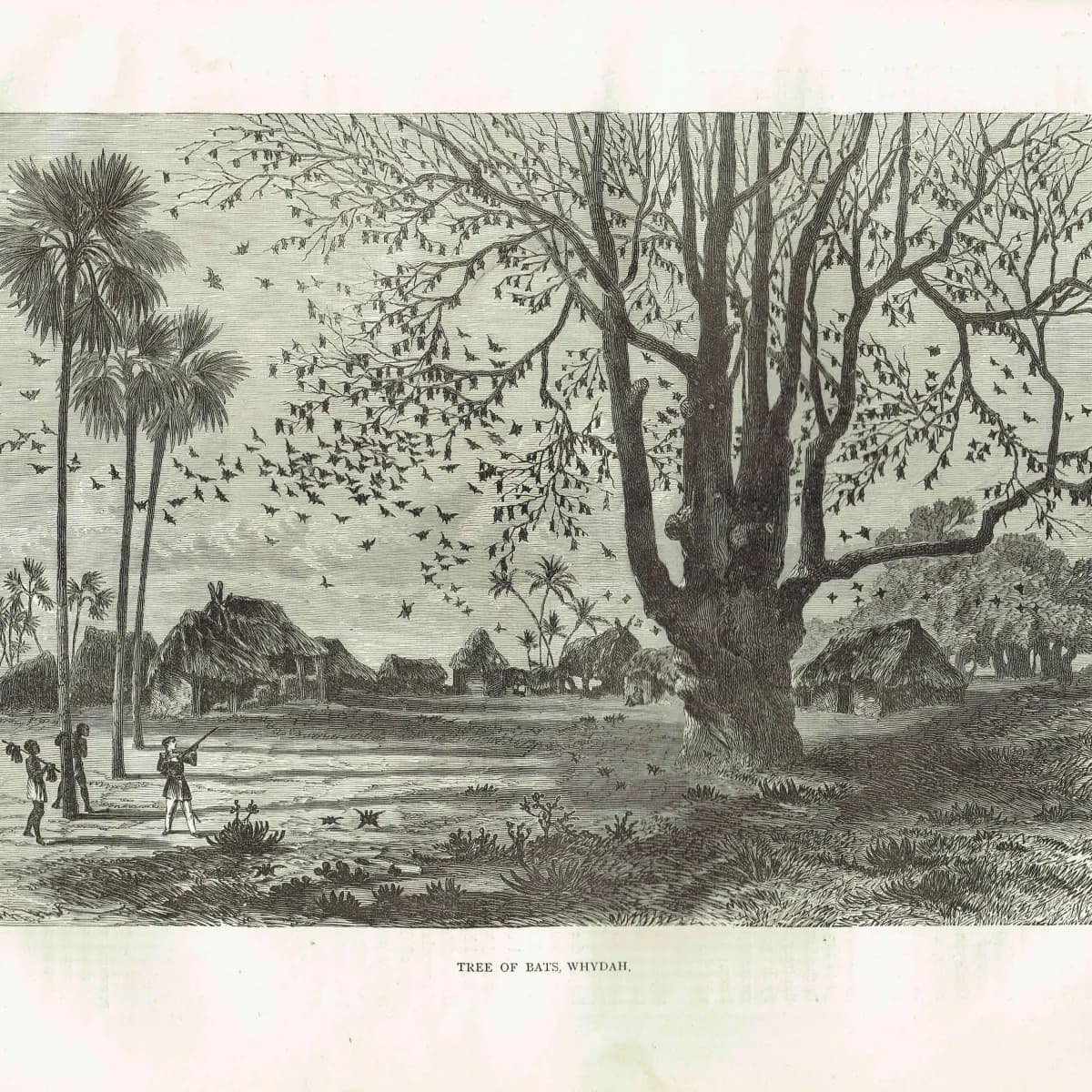 1870s Tree of Bats Whydah - Antique Print - Illustrated Travels Victorian Africa Wildlife Engraving - 11.5 x 8 in