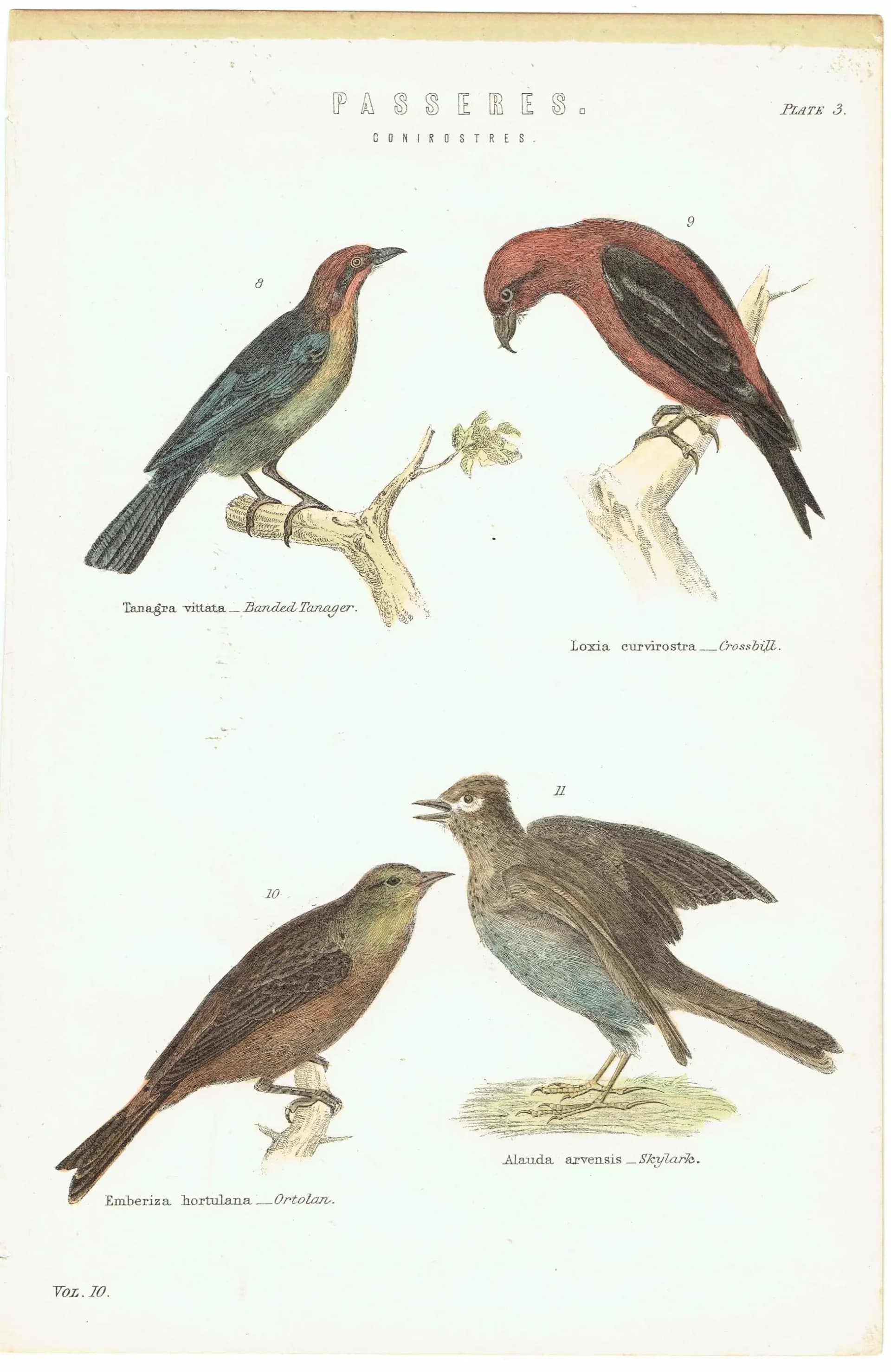 c.1880 Passeres Conirostres Bird Print - Banded Tanager, Crossbill, Ortolan, Skylark - Hand Coloured Ornithology Art - 9.75 x 6.25 in