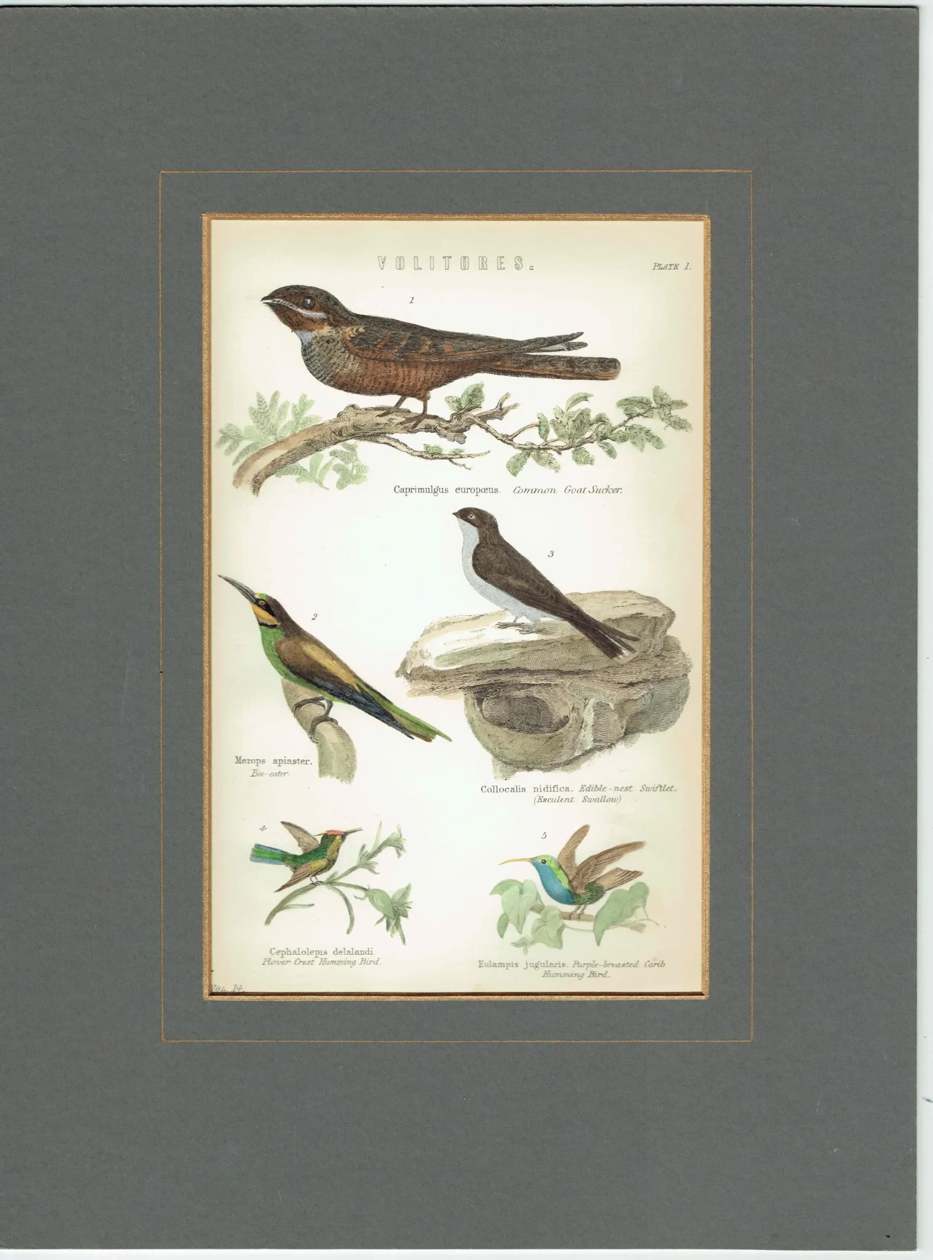 c.1870 Volitores Print - Ornithology Hand Coloured Bird Plate - Nightjar Bee-eater Swiftlet Hummingbird - 9.5 x 6.25 in