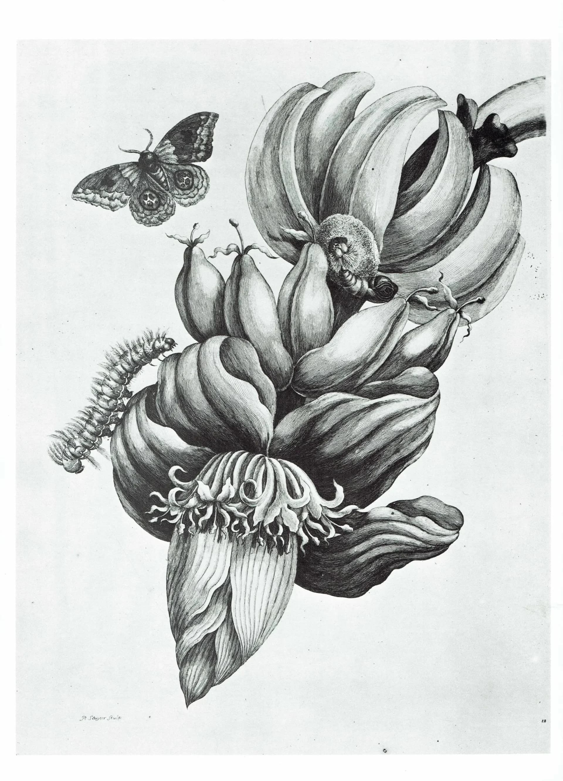 Banana Plant & Moth - MS Merian 1705- Surinam - Botanical Study Plate 12 - 10 x 14 in