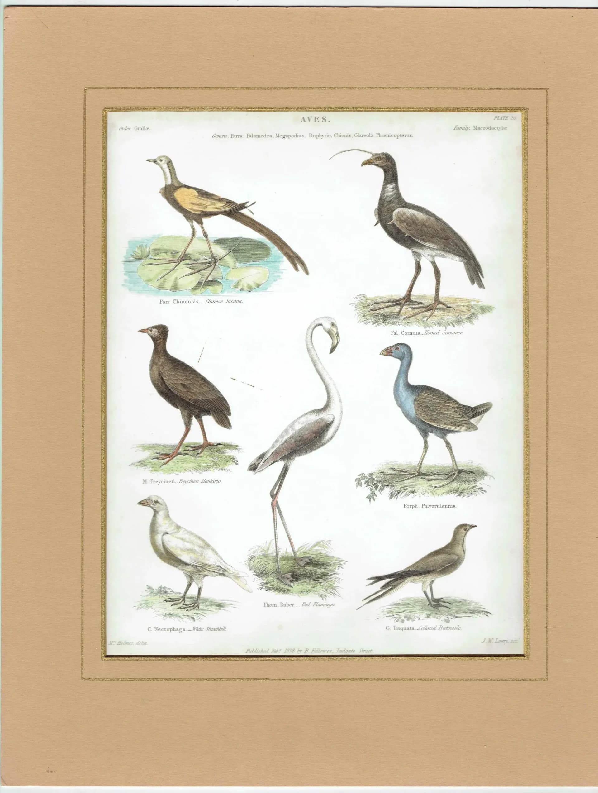 1838 Aves Birds Print - Ornithological Bird Studies - Jacana, Flamingo, Sheathbill & Screamer - 10.5 x 8.25 in