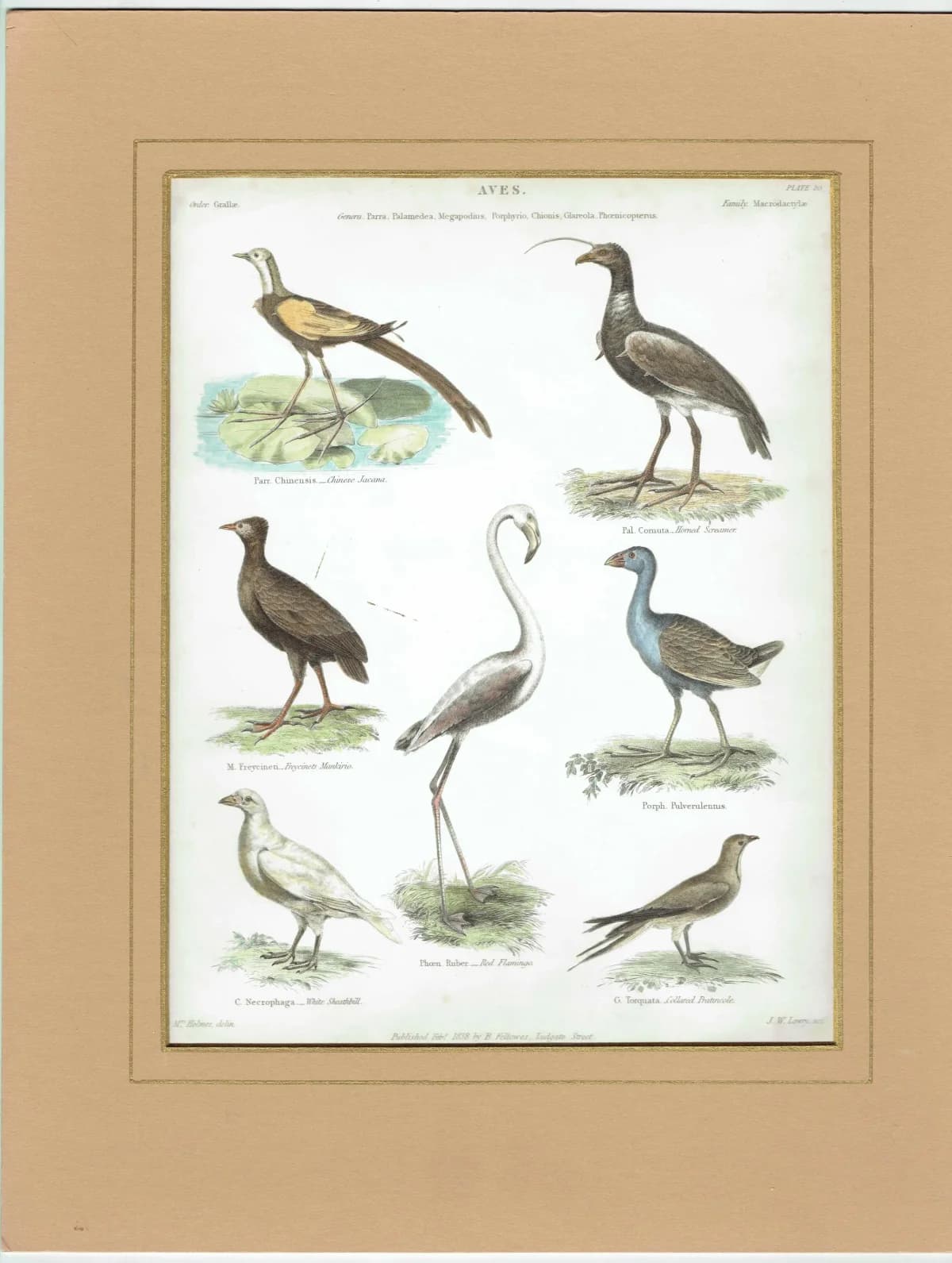 1838 Aves Birds Print - Ornithological Bird Studies - Jacana, Flamingo, Sheathbill & Screamer - 10.5 x 8.25 in