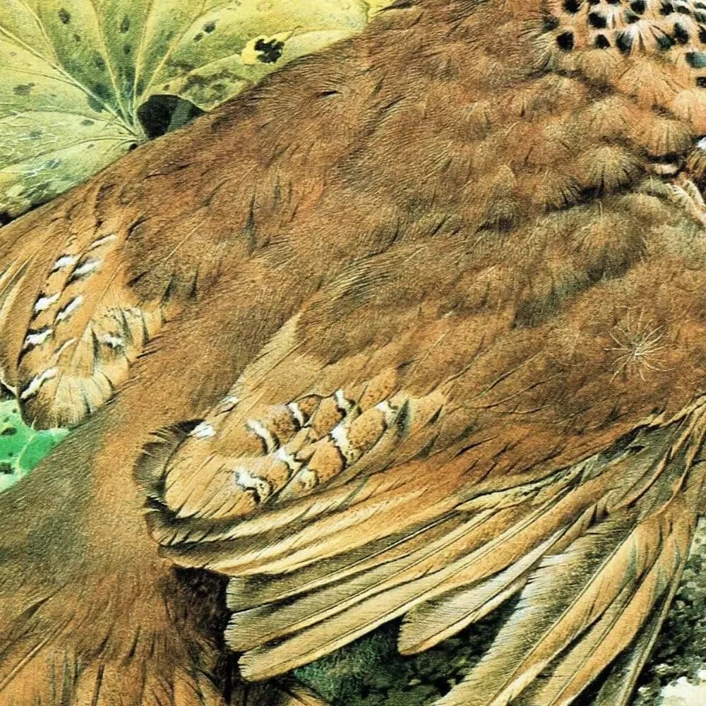 1981 Red-Legged Partridge Alectoris Rufa - Game Birds - Maurice Pledger Original Vintage Wildlife Art - 11.5 x 16.5 in