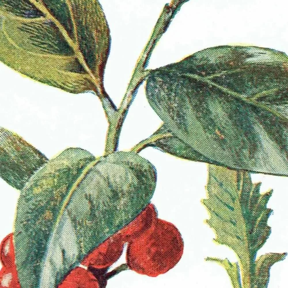 Antique Holly Botanical Print – 1910s Christmas Illustration