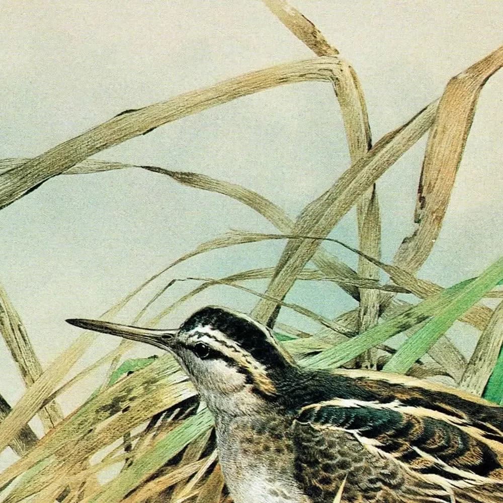 1981 Common Snipe and Jack Snipe Original Vintage Print - Maurice Pledger Wildlife Art - Game Birds Book Illustration - 11.5 x 16.5 in
