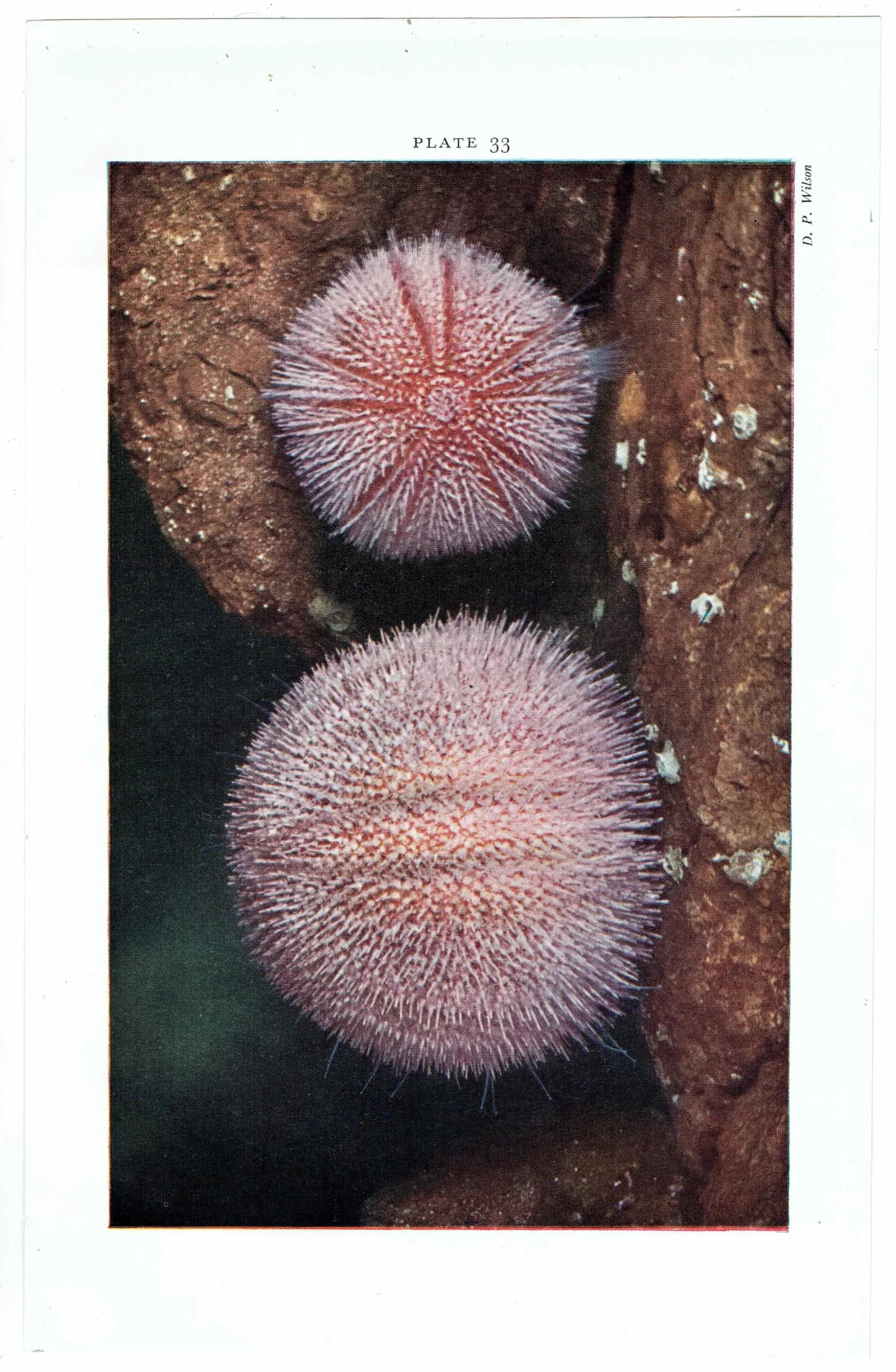 1959 Edible Sea-Urchins and Sea-Hares Print - Marine Biology Specimen Photography - Underwater Scallop Seaweed Study - 5 x 8.25 in