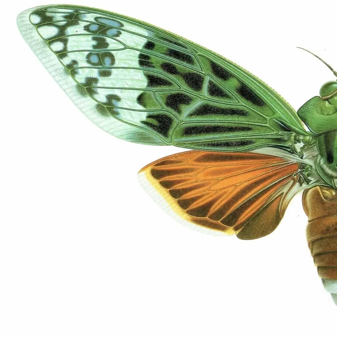 1986 Cicada Ugada Giovanrinnae Print - Durin Bernard Les Insectes - Scientific Illustration- Michel Boulard Entomology - 11 x 13 in