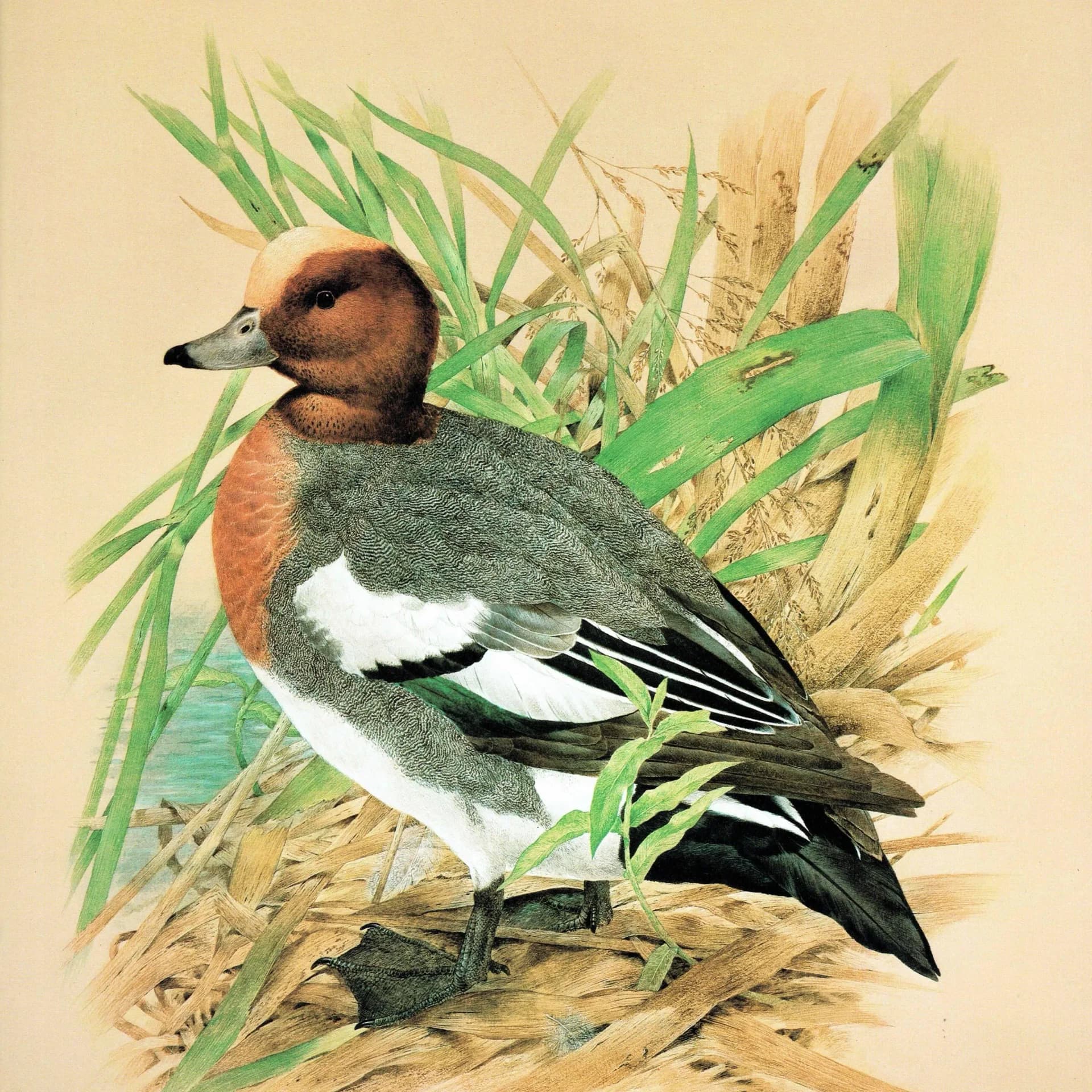 1981 Cock Wigeon in Reeds - Maurice Pledger Game Birds - Original Vintage Wildlife Art Print - 11.5 x 16.5 in