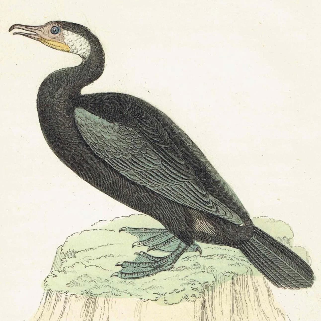 c.1835 Shag & Teal Ornithology Print - Hand-Coloured Engraving - Coastal Shag And Teal Duck - 7 x 4.25 in