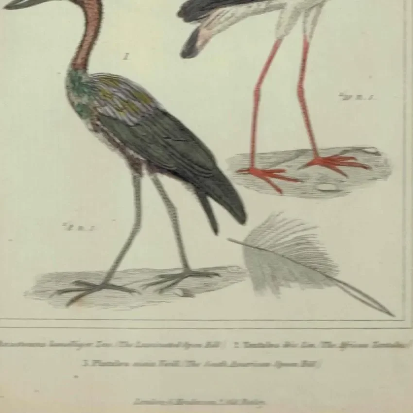 c.1836 Birds Cuvier Animal Kingdom Aves Print - Ibis, Spoonbill, Tantalus Birds Illustration - Ornithology Plate - 8.5 x 5.5 in