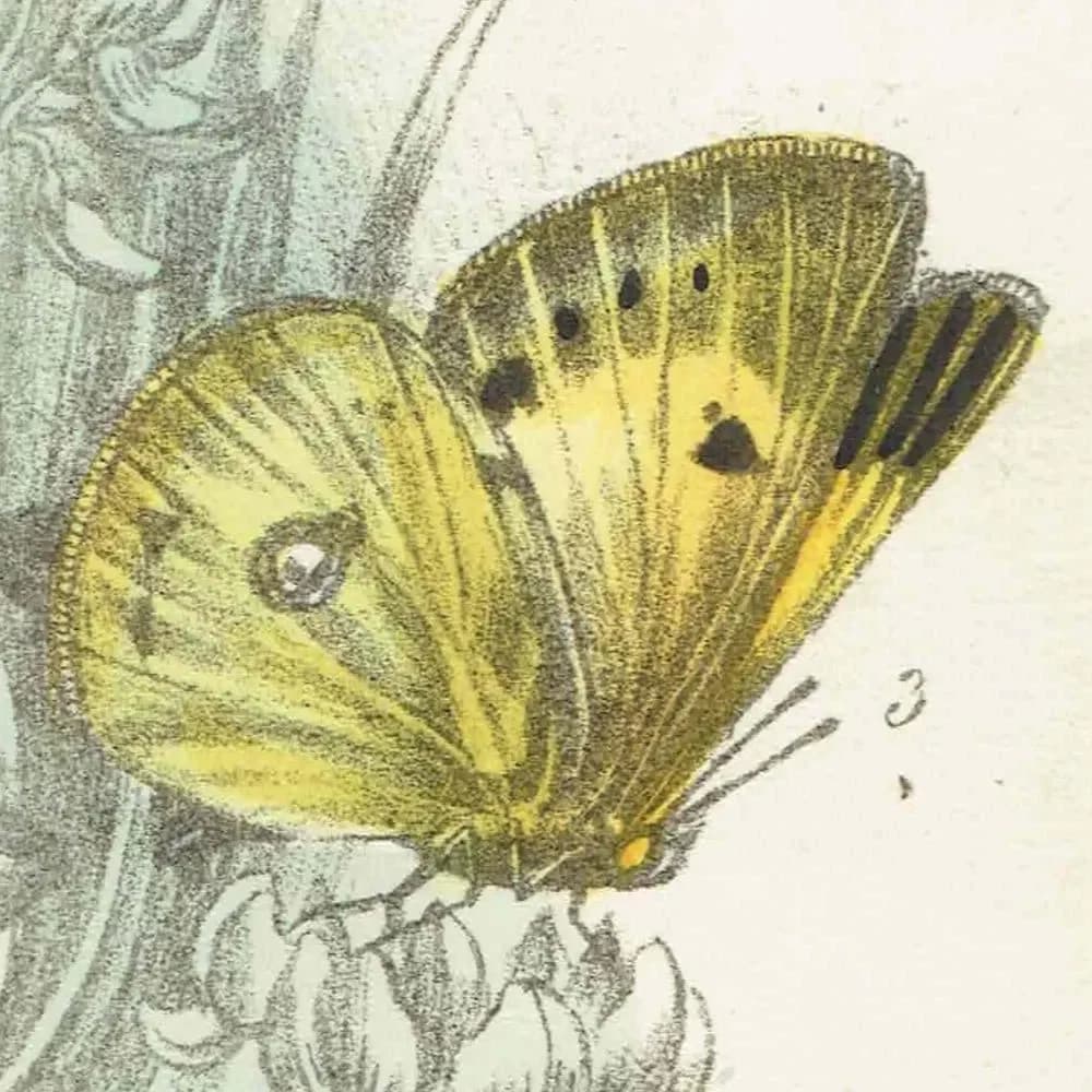 1859 Clouded Yellow & Pale Clouded Yellow Butterflies - Hand-Coloured Lithograph by Henry Noel Humphreys, Plate II - 7 x 10.4 in