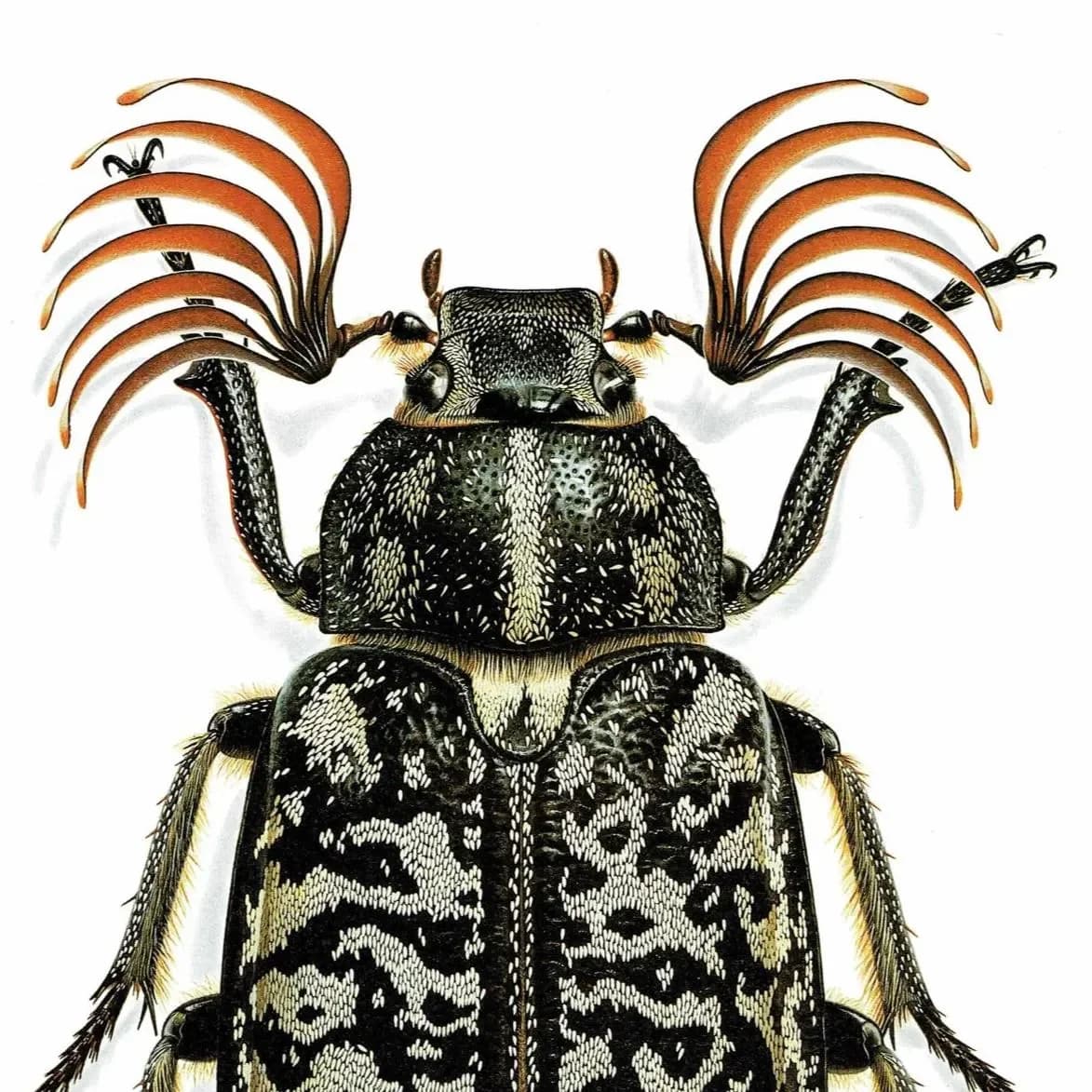 1986 Tanner Beetle Polyphylla Fullo Print - Durin Bernard Scientific Illustration- Linnaeus Entomology - 11 x 13 in