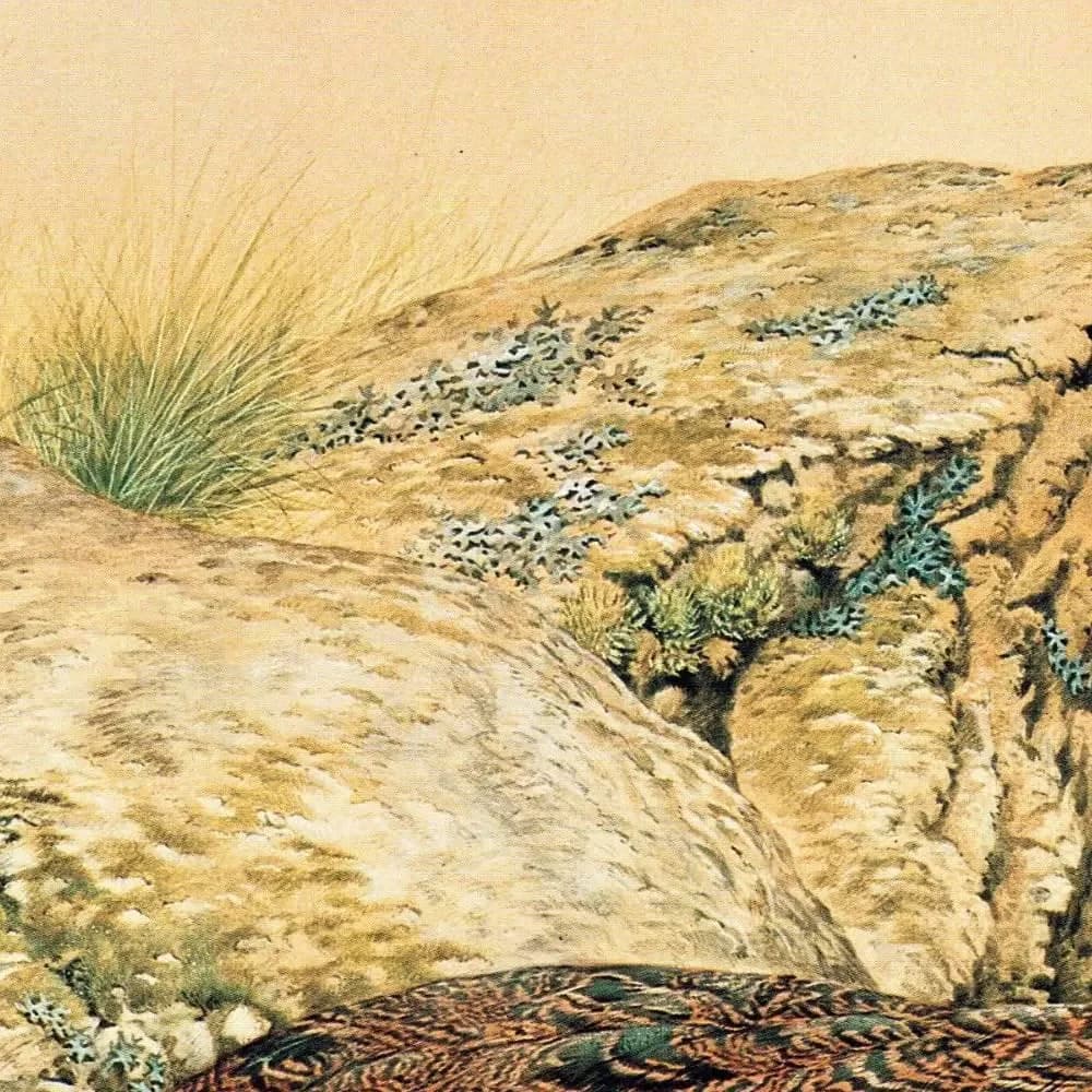 1981 Red Grouse - Game Birds - Maurice Pledger Original Vintage Wildlife Art Print - 11.5 x 16.5 in