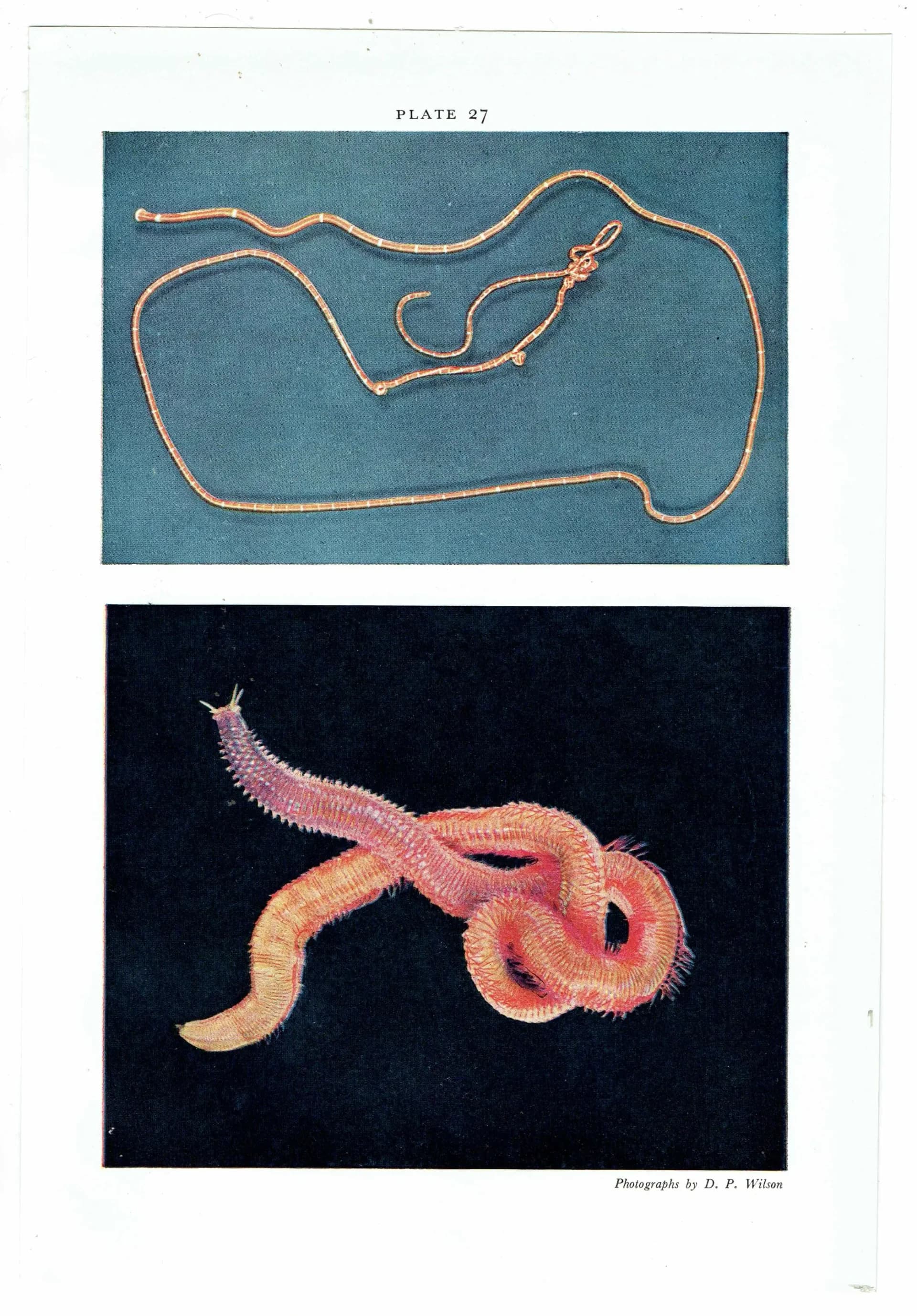 1959 Marine Worms Photographs - Ribbon-worm Red Rock-worm - Scientific Nemertine Annelid Specimen - Marine Biology Ocean Life - 5 x 8.25 in