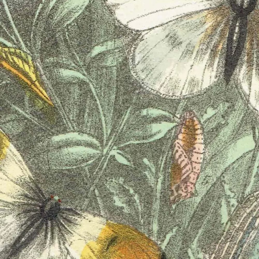 1859 Orange-tip & Wood White Butterfly - Original Antique Print By Humphreys - British Lepidoptera Chromolithograph Life Cycle - 7 x 10.4 in