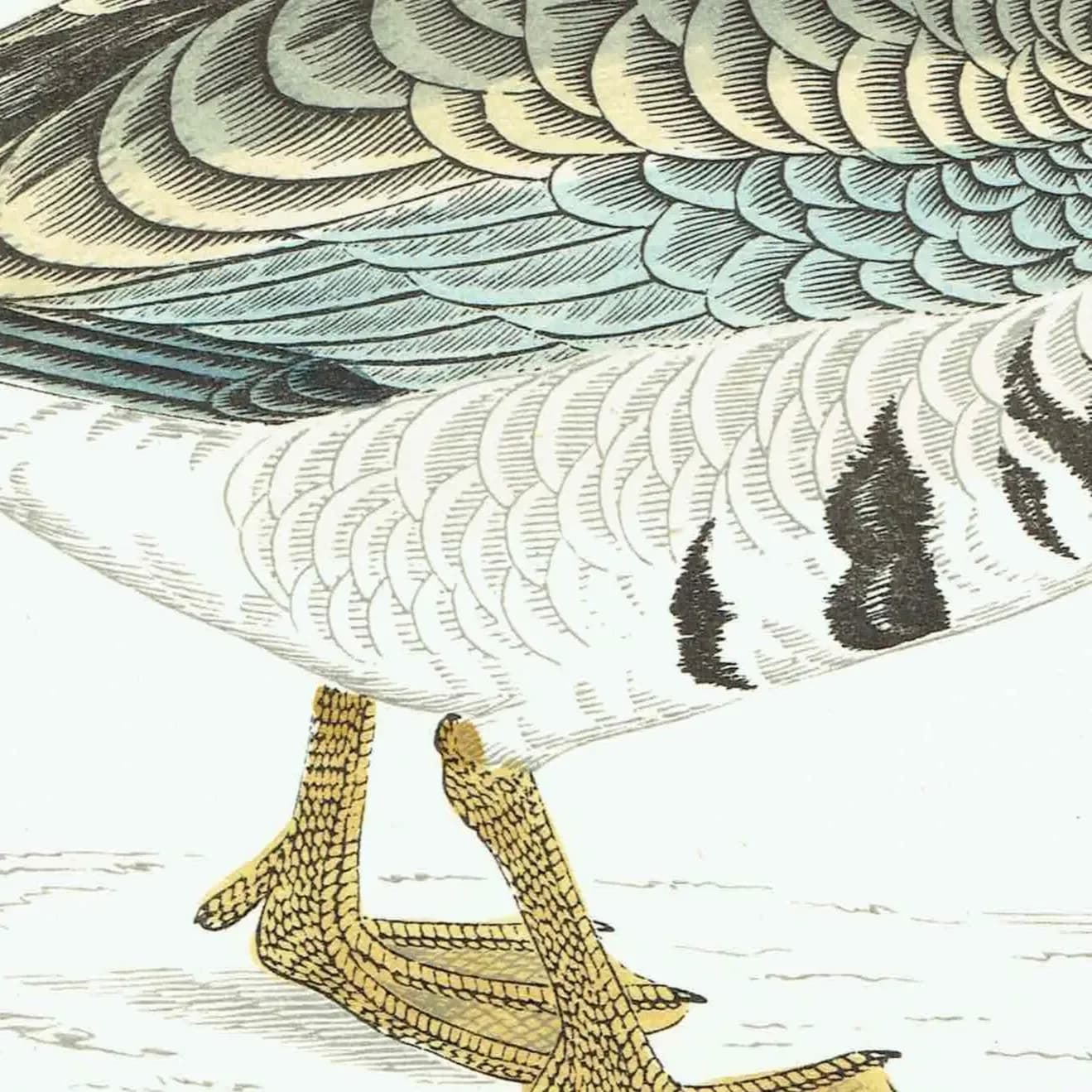 c.1863 White-Fronted Goose - Antique Print from Morris History of British Birds Ornithology Wildfowl Art - 7.25 x 4.75 in