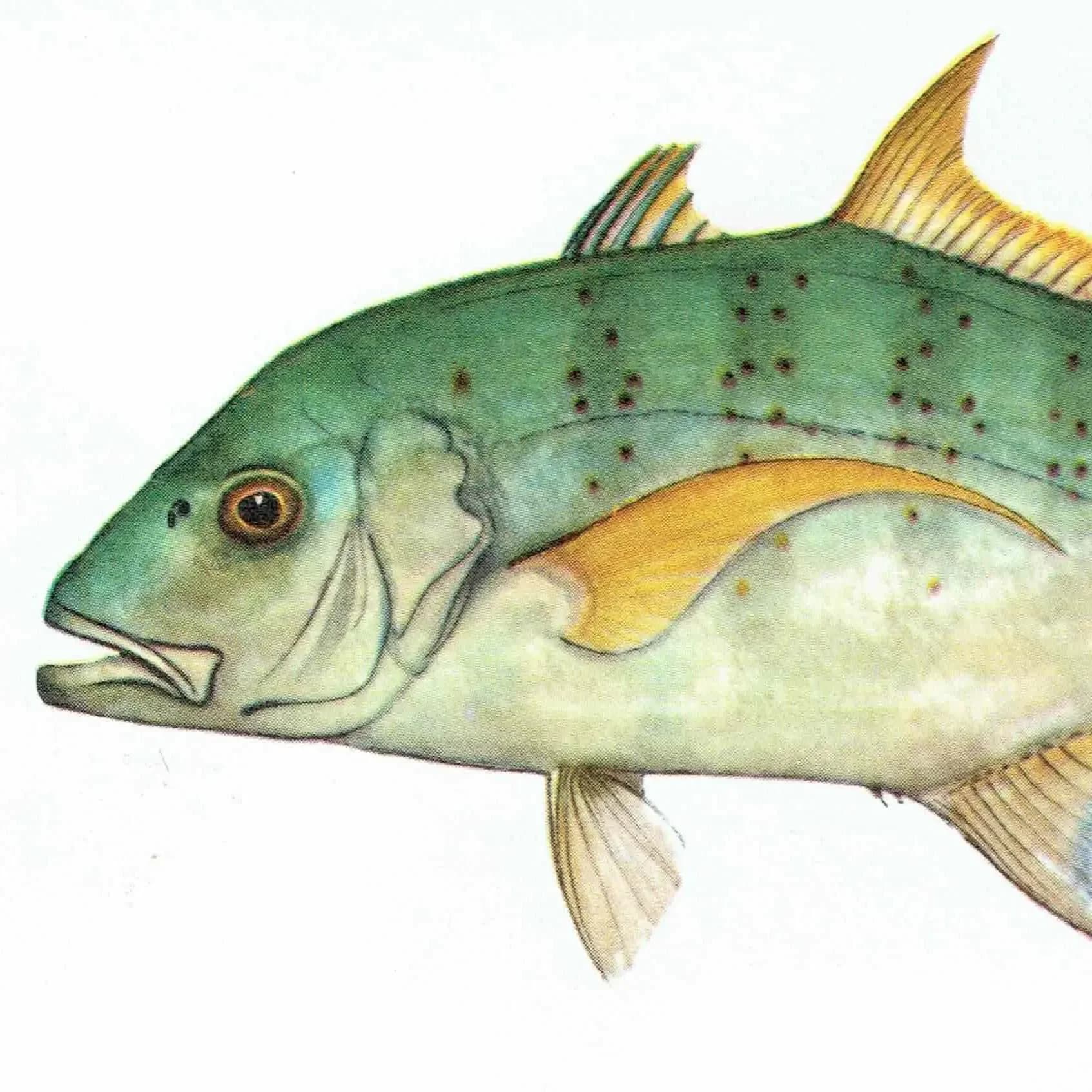 1964 Pikey Bream & Great Trevally - Original Vintage Print By Coates - Great Barrier Reef Fish Study Marshall - 7 x 9 in