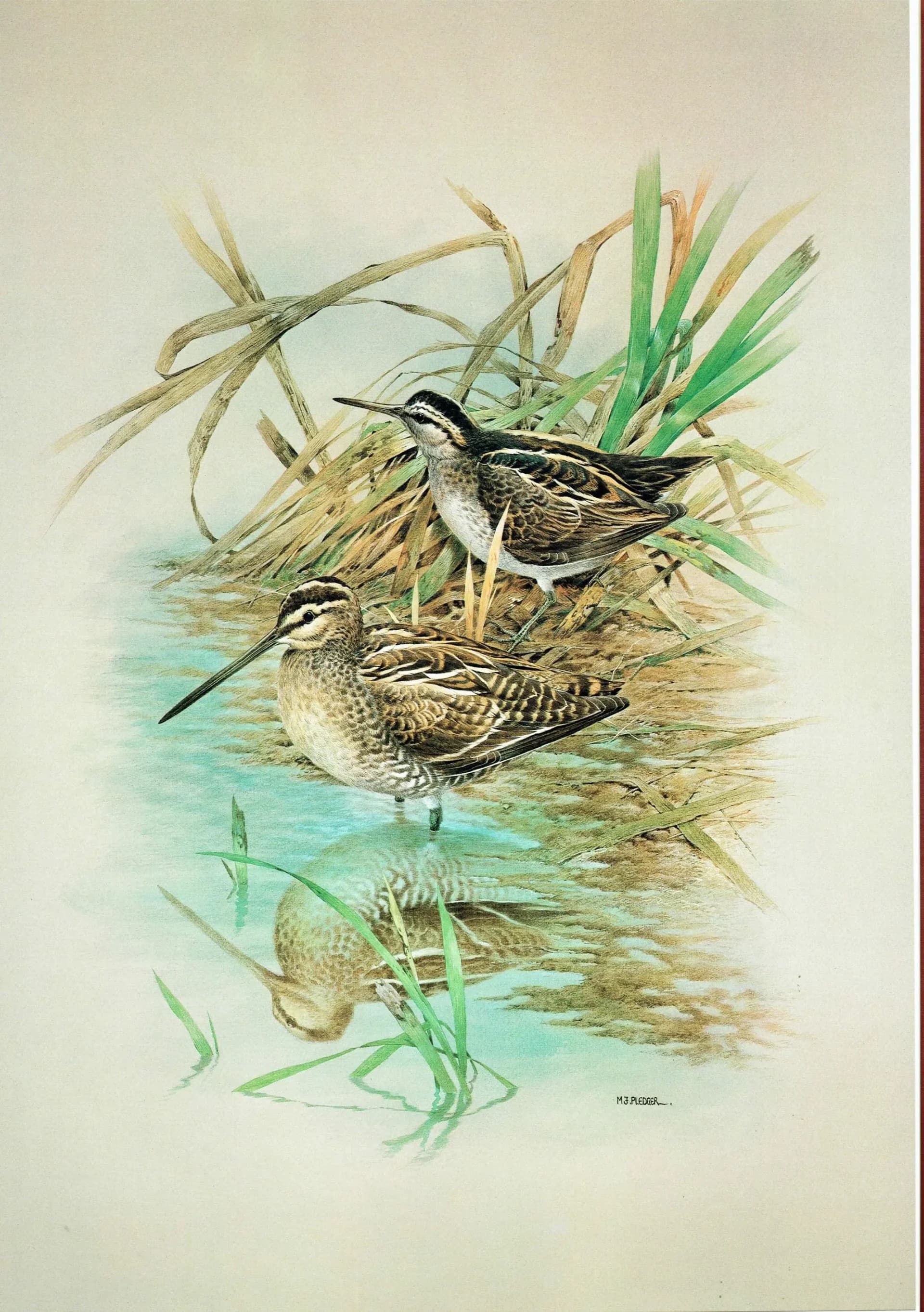 1981 Common Snipe and Jack Snipe Original Vintage Print - Maurice Pledger Wildlife Art - Game Birds Book Illustration - 11.5 x 16.5 in