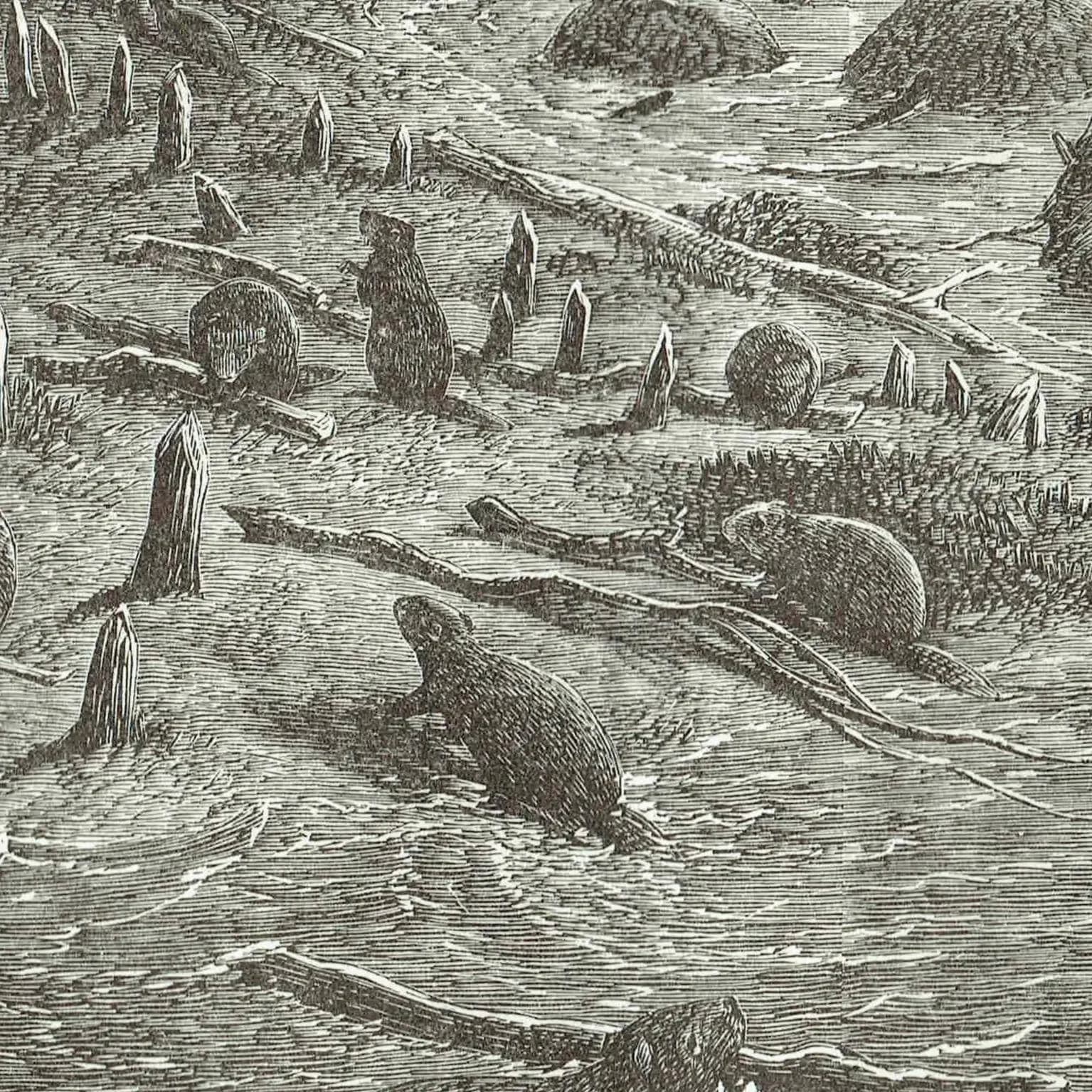 1885 Beaver Village Canada - Antique Engraving By Lorne - Canadian Wildlife Landscape Moonlit River Scene - 10 x 7 in