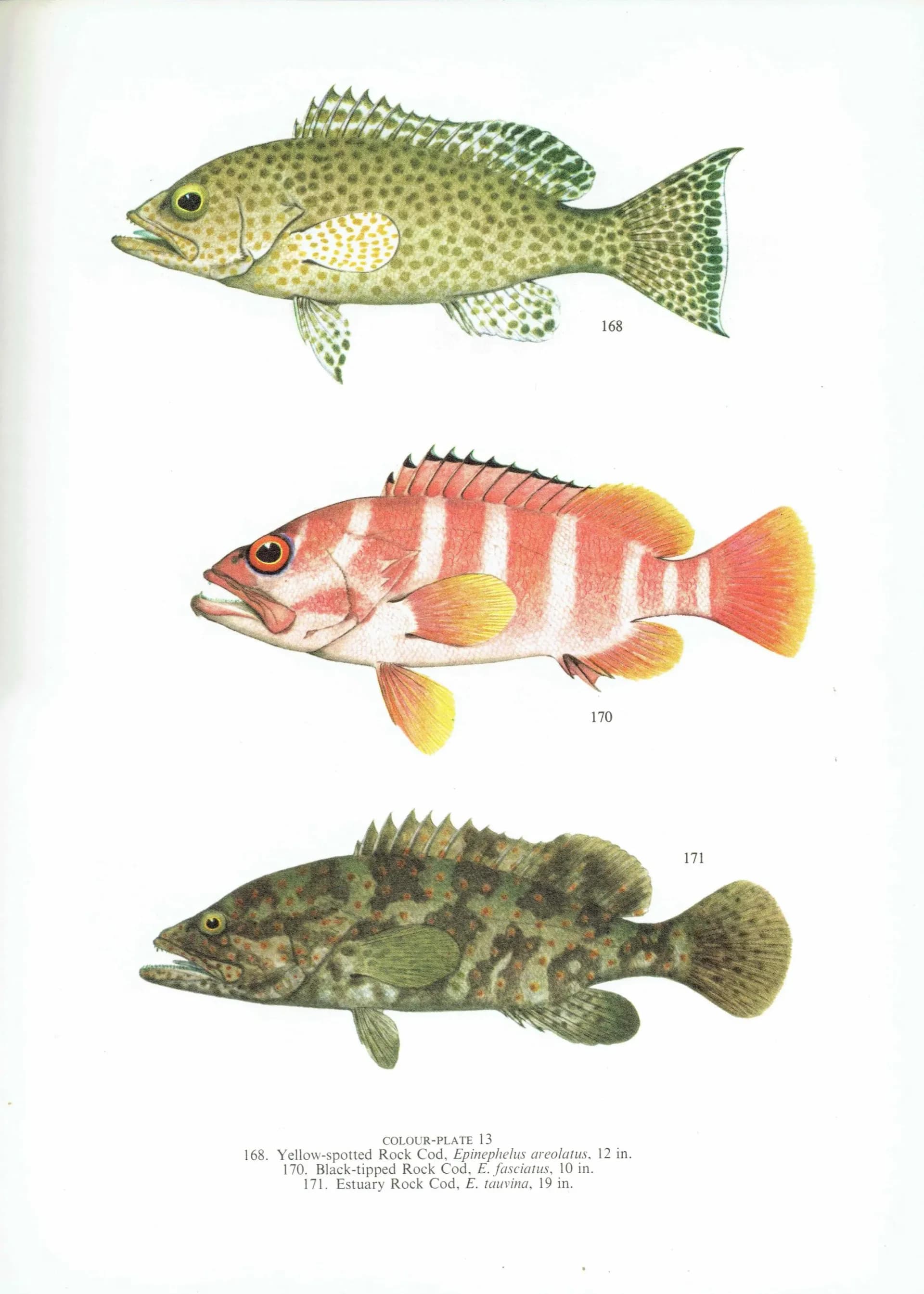 1964 Groper & Leopard-fish - Original Vintage Print By Coates - Great Barrier Reef Rock Cod Fish Science Art - 7 x 9 in