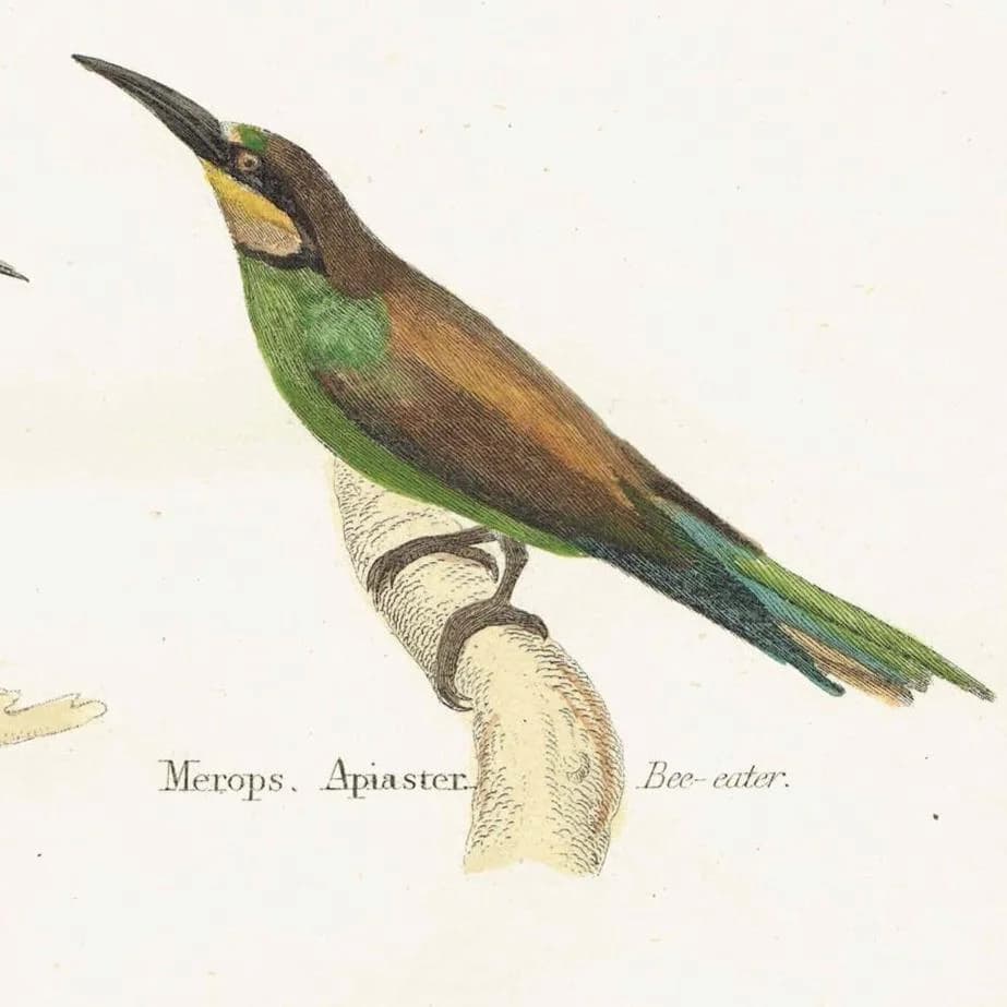 c.1874 Tenuirostres Birds Print - Kingfisher, Hoopoe, Bee-eater, Treecreeper Ornithological Plate - 9.5 x 6.5 in