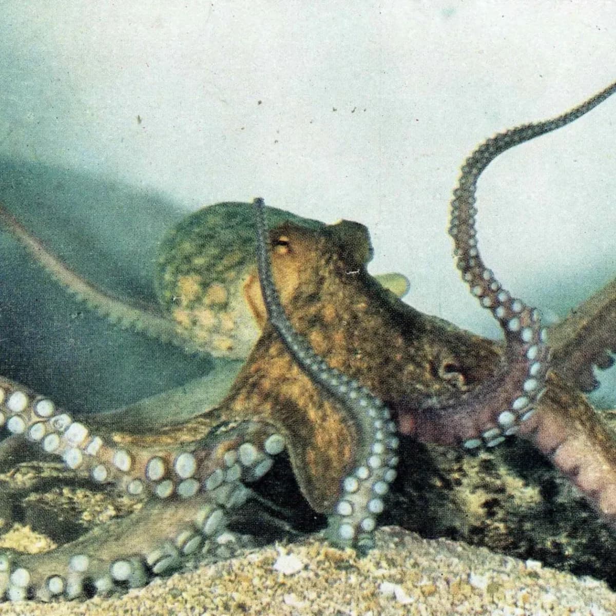 1959 Octopus Marine Life Print - Scientific Illustration - Vintage Ocean Wildlife Study - Natural History Educational Art - 5 x 8.25 in