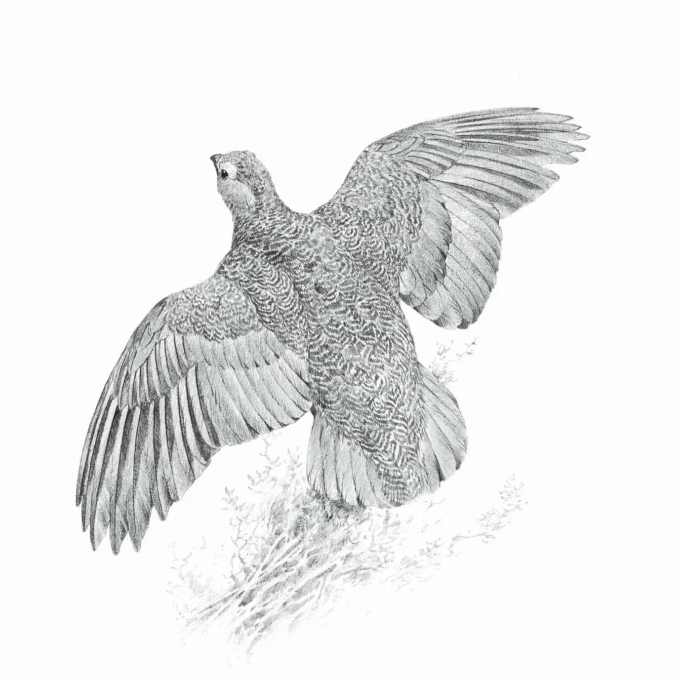1981 Red Grouse Game Birds Print - Maurice Pledger Vintage Wildlife Art - Ornithology 11.5 x 16.5 in