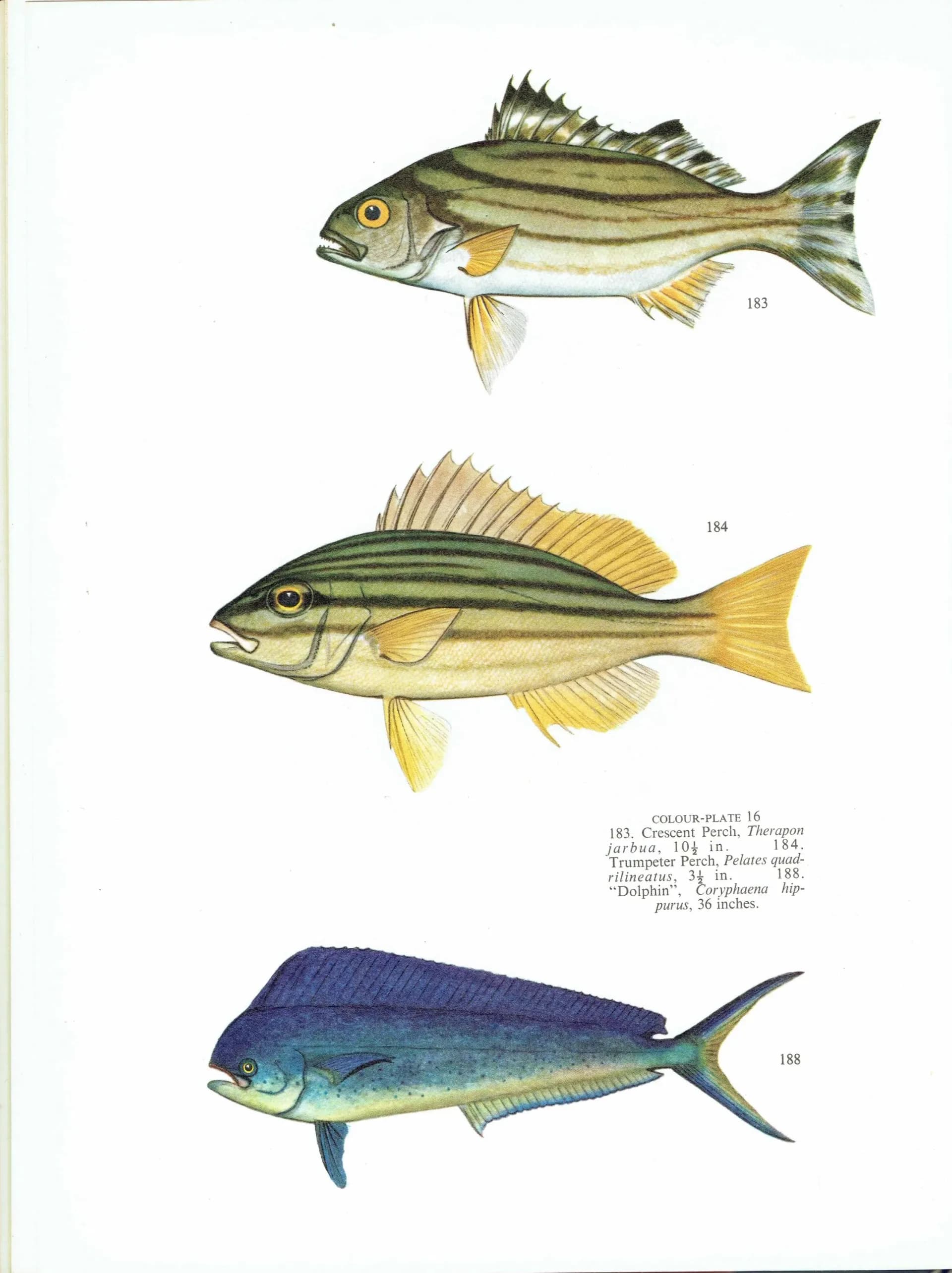 1964 Crescent Perch, Trumpeter Perch & Dolphinfish - Original Vintage Print By Coates - Great Barrier Reef Fish Study - 7 x 9 in
