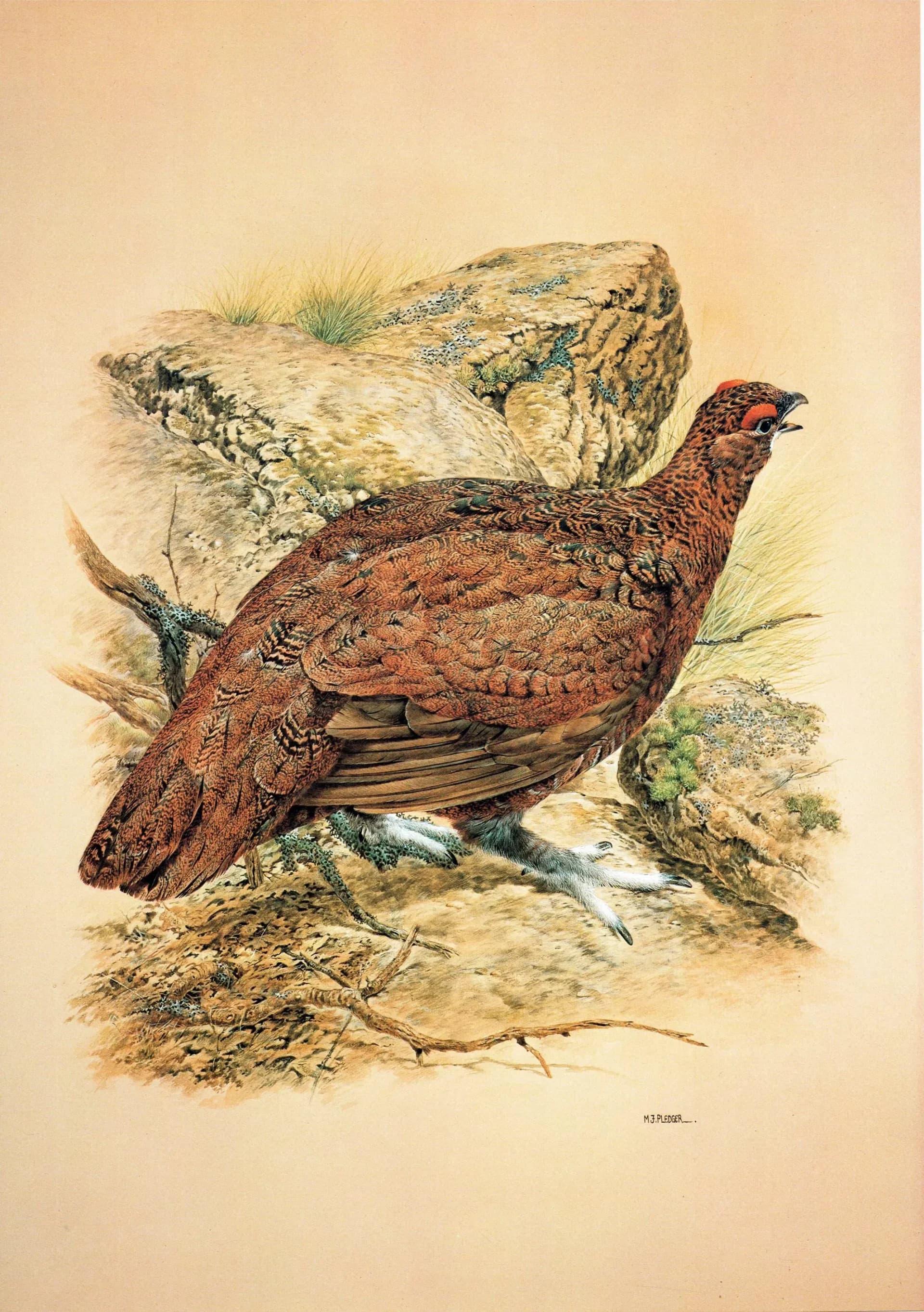 1981 Red Grouse - Game Birds - Maurice Pledger Original Vintage Wildlife Art Print - 11.5 x 16.5 in