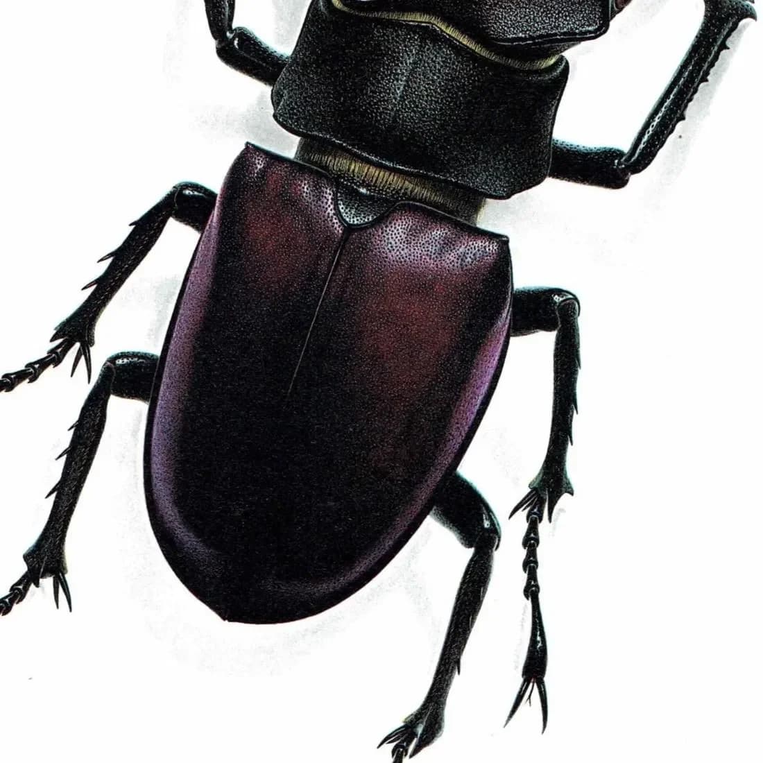 1986 Stag Beetle Lucanus Cervus Print – Bernard Durin Les Insectes Vintage Scientific Illustration – Linnaeus Entomology Art – 11 x 13 in