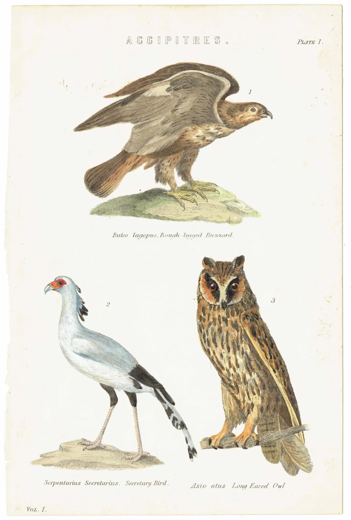 c.1883 Accipitres Birds Print - Rough-legged Buzzard Secretary Bird Long-eared Owl - Hand Coloured Ornithology Art - 9.5 x 6.25 in