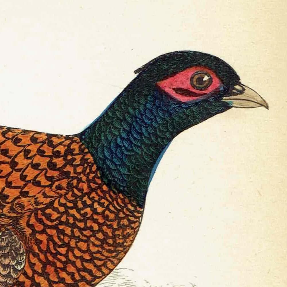 1863 - c.1863 Pheasant - Original Antique Hand-Coloured Engraving By Morris - History of British Birds Victorian Wildlife - 7.25 x 4.75 in