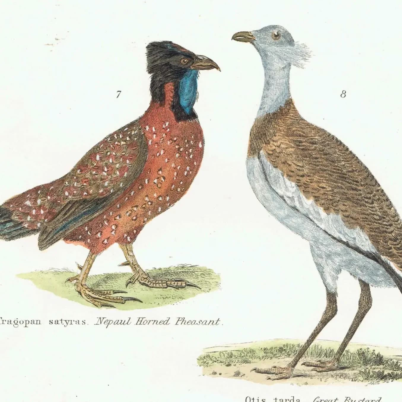 c.1890 Yellow Parrakeet Bird Print - Magnificent Fruit Pigeon Horned Pheasant Great Bustard - Hand Coloured Ornithology Art - 9.5 x 6.5 in