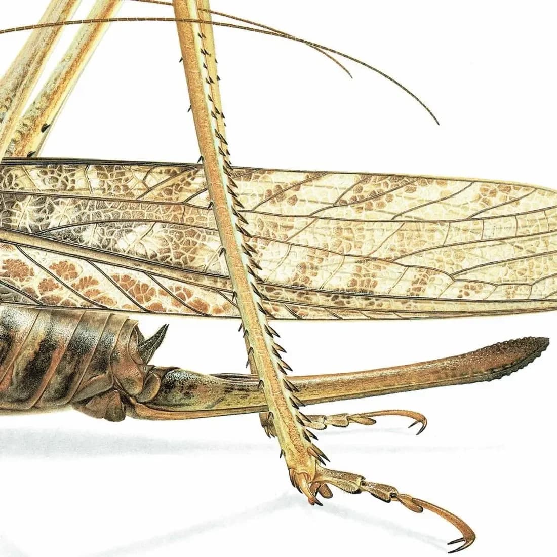 1986 Southern Wartbiter Decticus Albifrons Print - Durin Bernard Les Insectes Scientific Illustration - Fabricius Entomology - 11 x 13 in