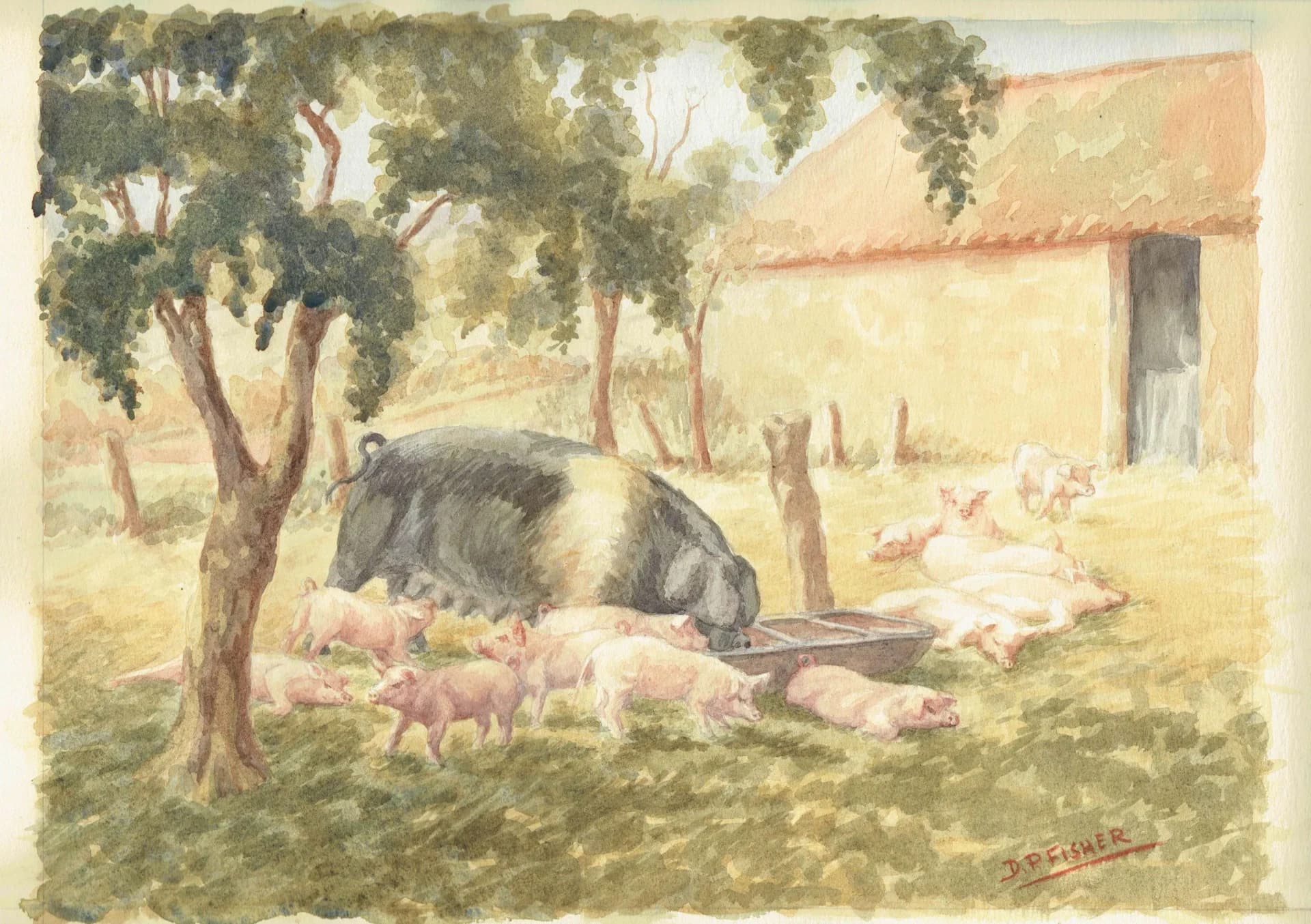 British Saddleback Sow & Piglets - Original Vintage Watercolour By Fisher - Rural Farmyard Scene Country Animal Art - 17.25 x 13.25 in