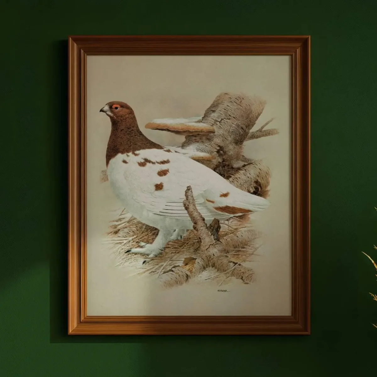 1981 Willow Grouse in Autumn Plumage - Maurice Pledger Game Birds - Original Vintage Wildlife Print - 11.5 x 16.5 in