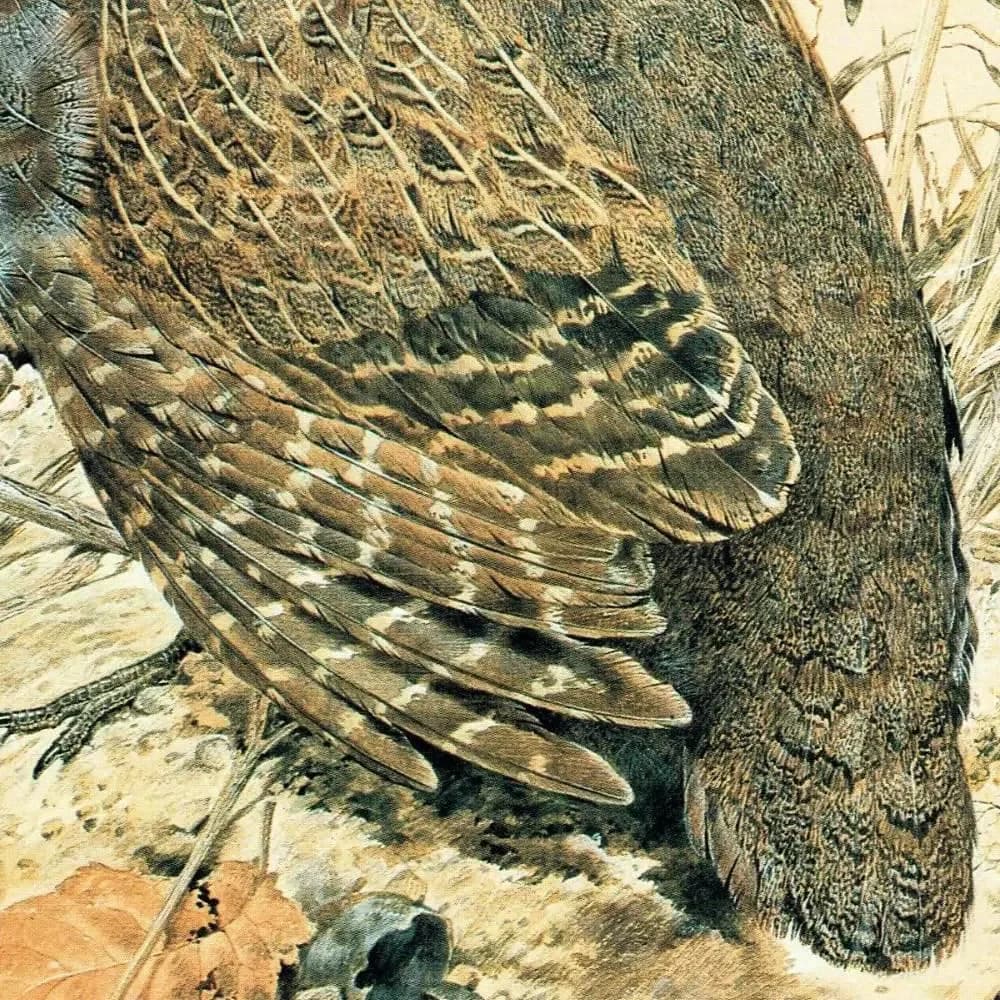 1981 Grey Partridge Perdix Perdix- Maurice Pledger Game Birds - Original Vintage Wildlife Art Print - 11.5 x 16.5 in