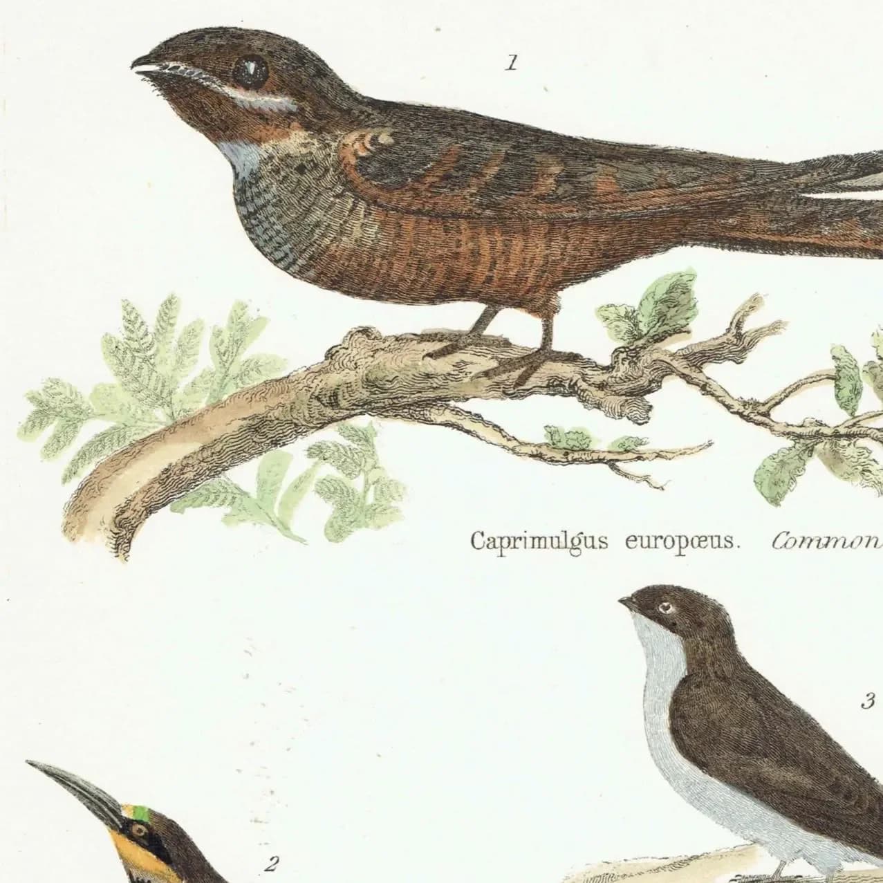c.1870 Volitores Print - Ornithology Hand Coloured Bird Plate - Nightjar Bee-eater Swiftlet Hummingbird - 9.5 x 6.25 in