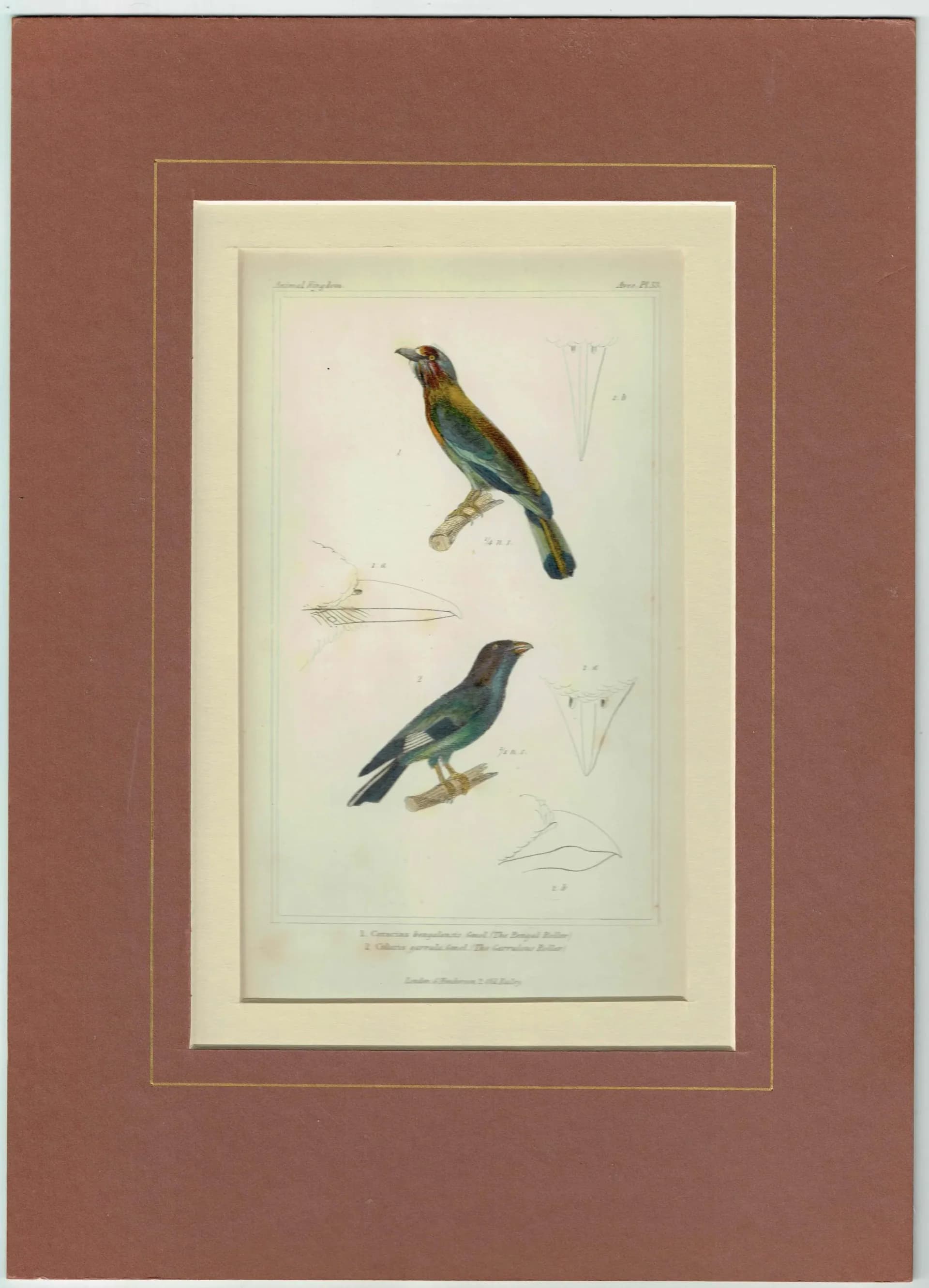 c.1835 Animal Kingdom Roller Birds Print - Bengal Roller & Garrulous Roller - Hand Coloured Ornithology Engraving - 8.5 x 5.25 in