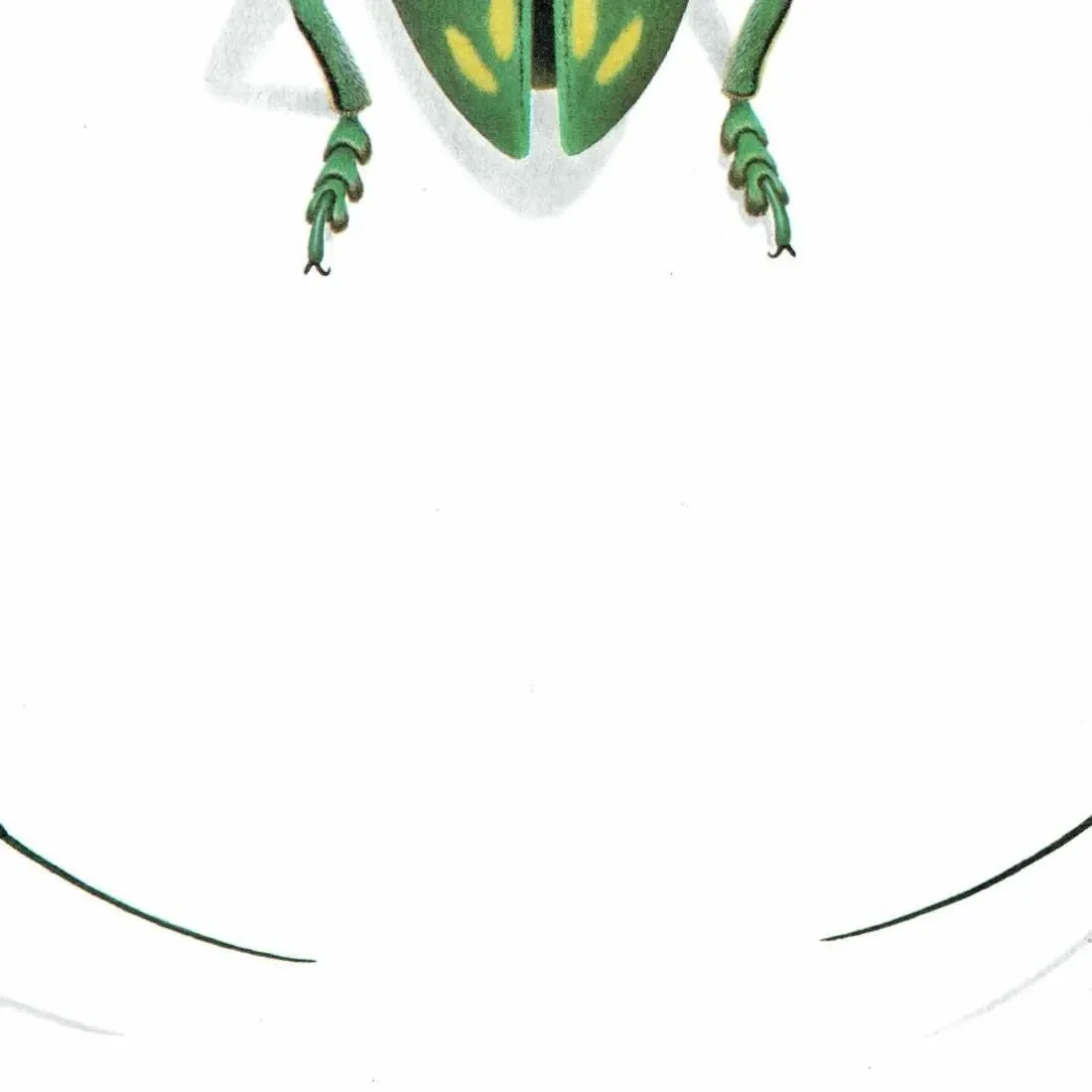 1986 Longhorn Beetle Sternotomis Variabilis Print - Durin Bernard Les Insectes - Scientific Picture - Quedenfeldt Entomology - 11 x 13 in