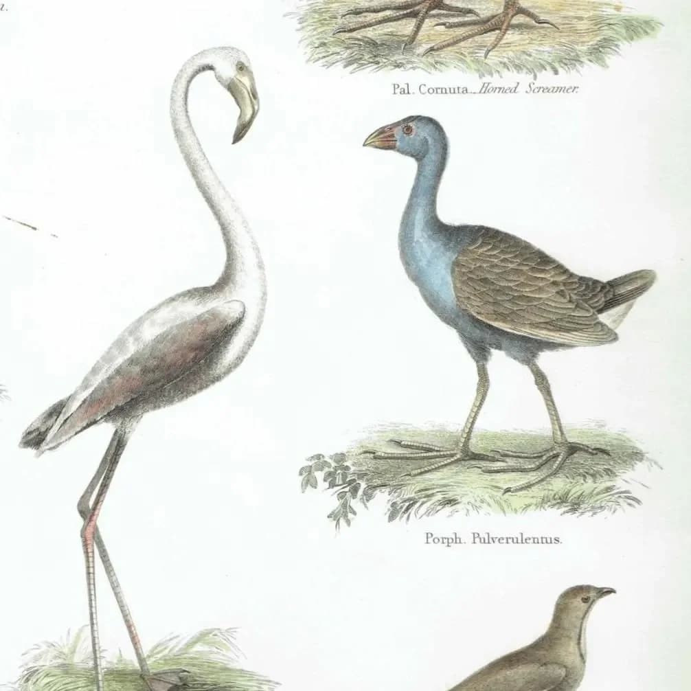 1838 Aves Birds Print - Ornithological Bird Studies - Jacana, Flamingo, Sheathbill & Screamer - 10.5 x 8.25 in