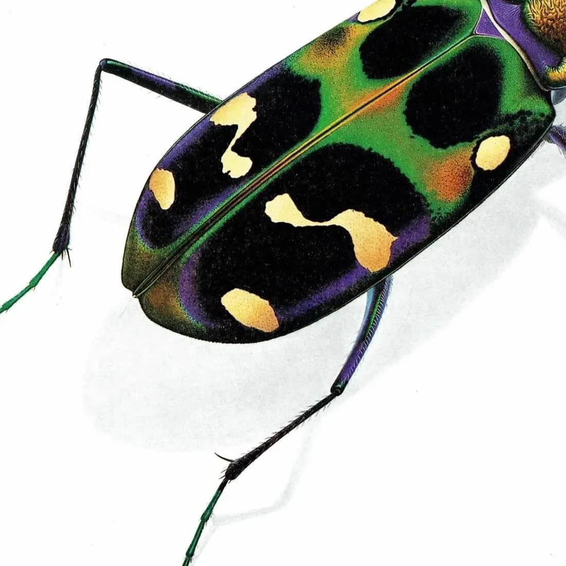 1986 Tiger Beetle Cicindela Chinensis Print - Durin Bernard Les Insectes - Science Illustration - Louis Chevrolat Entomology - 11 x 13 in